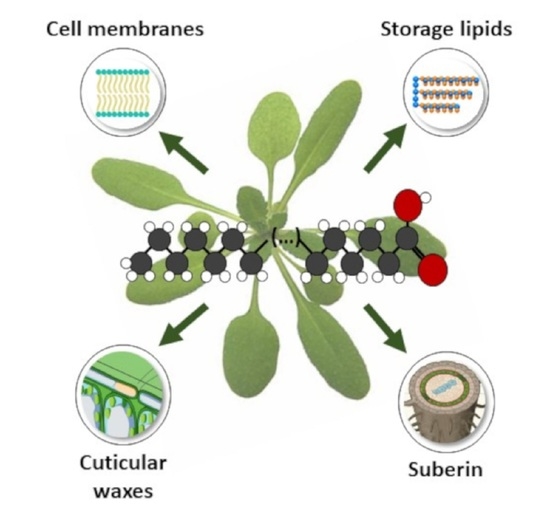 Cells Topical Collection Membrane Lipids in the Interaction of