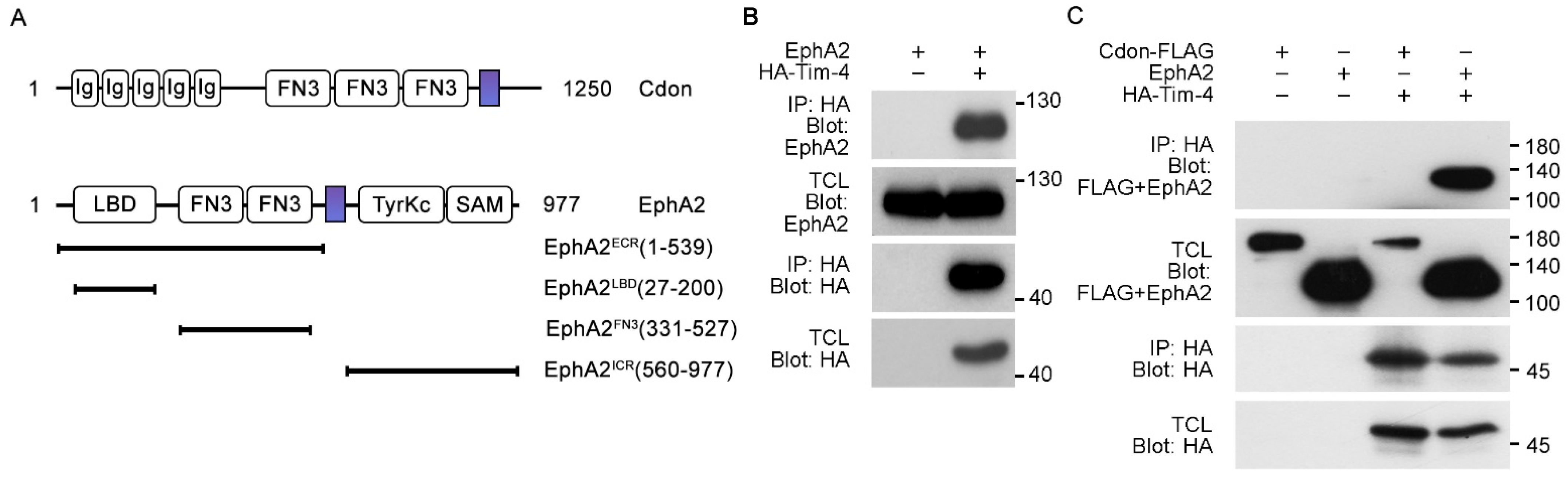 Cells 10 01290 g001 Cells 10 01290 g001