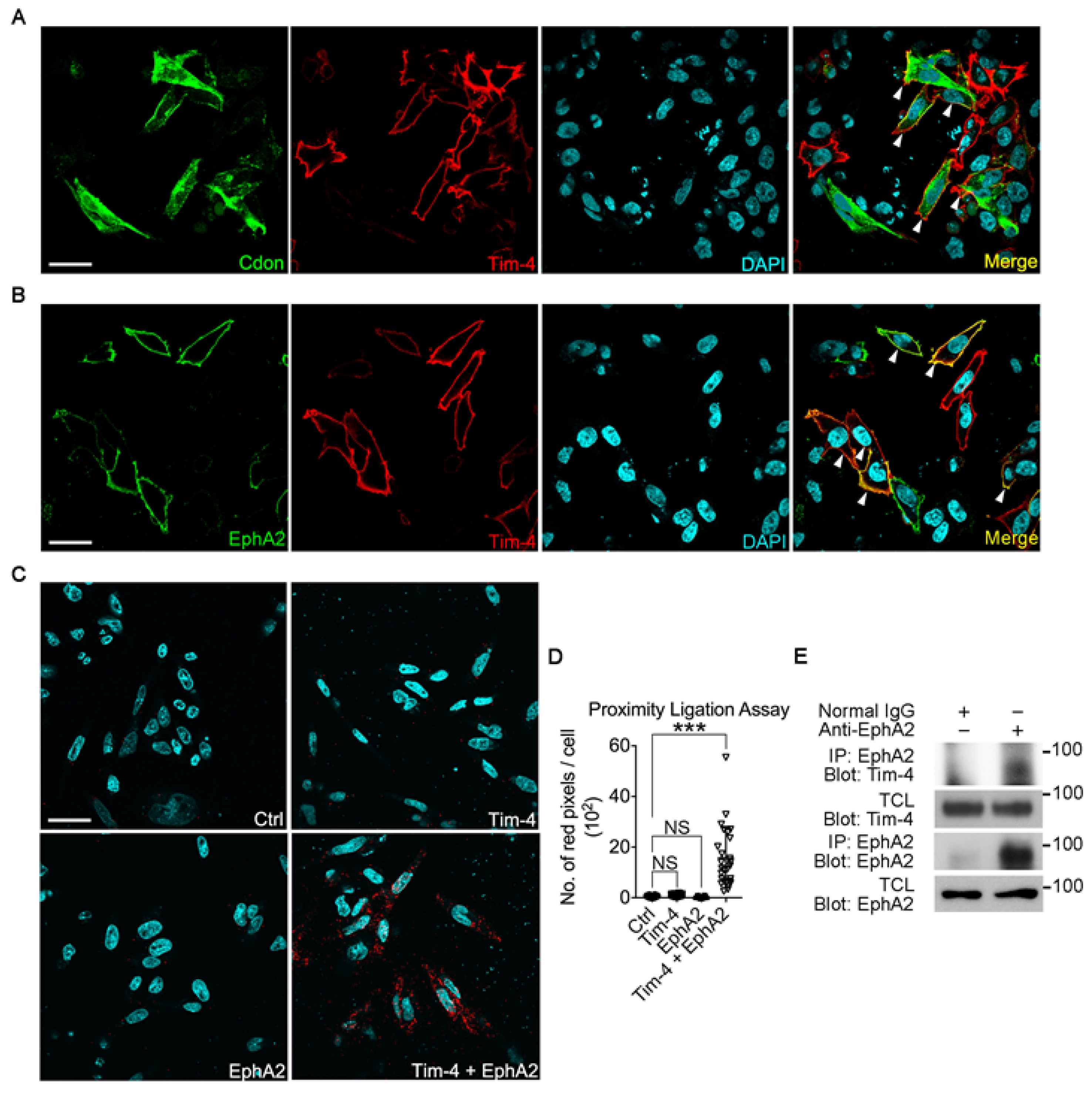 Cells 10 01290 g002 Cells 10 01290 g002