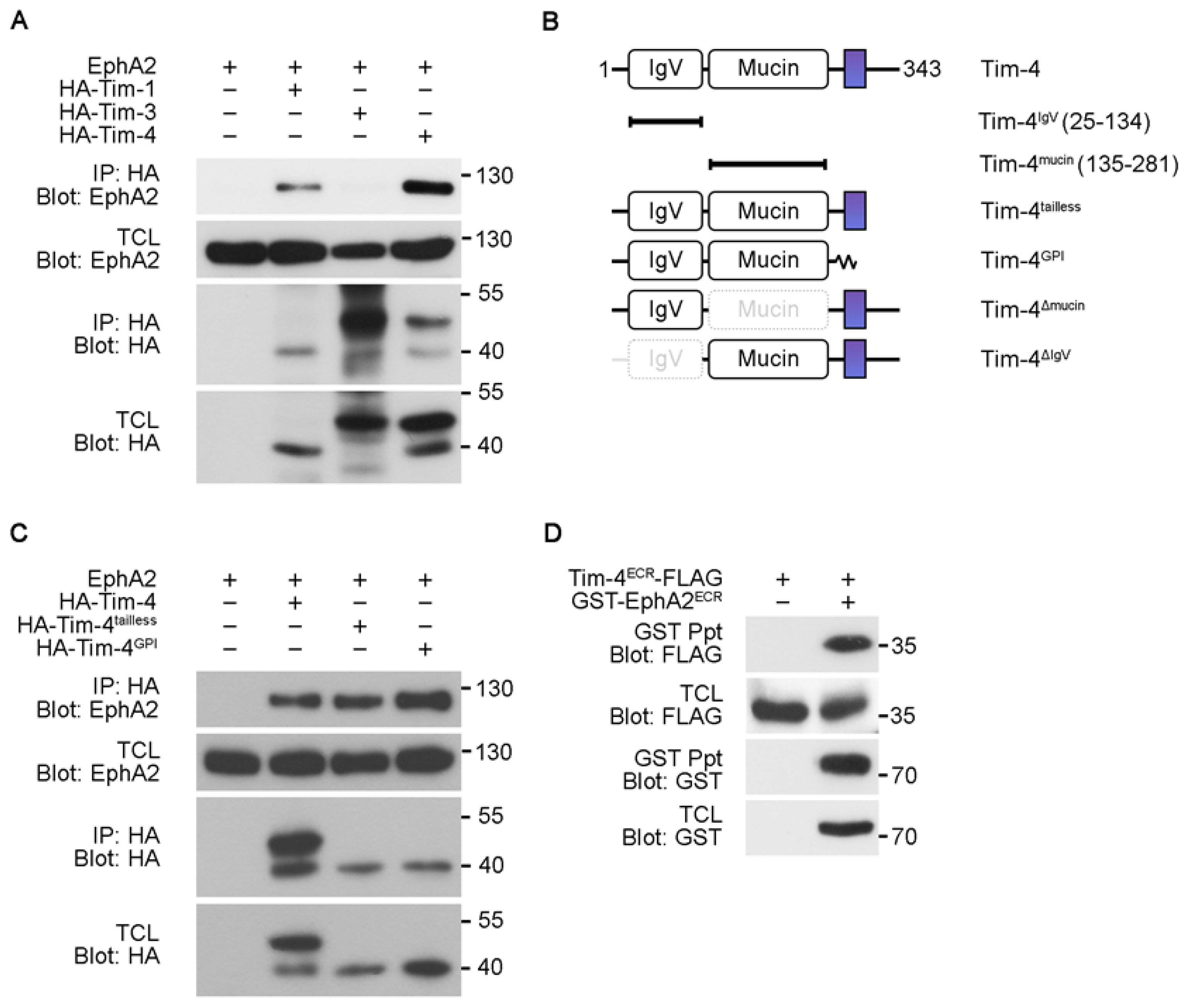 Cells 10 01290 g003 Cells 10 01290 g003