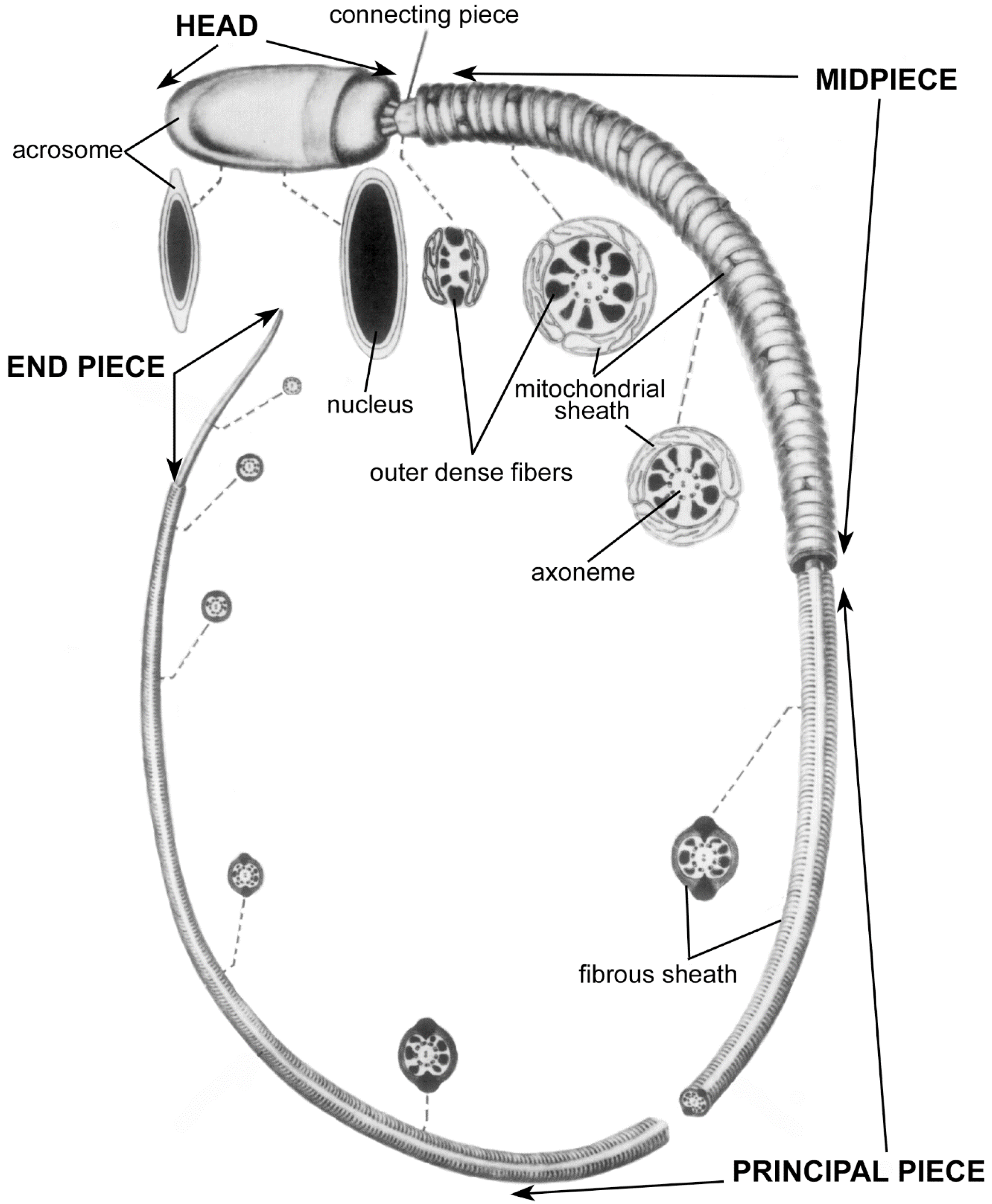 Cells Free Full-Text Co-Adaptation of Physical Attributes of the Mammalian Female Reproductive Tract and Sperm to Facilitate Fertilization