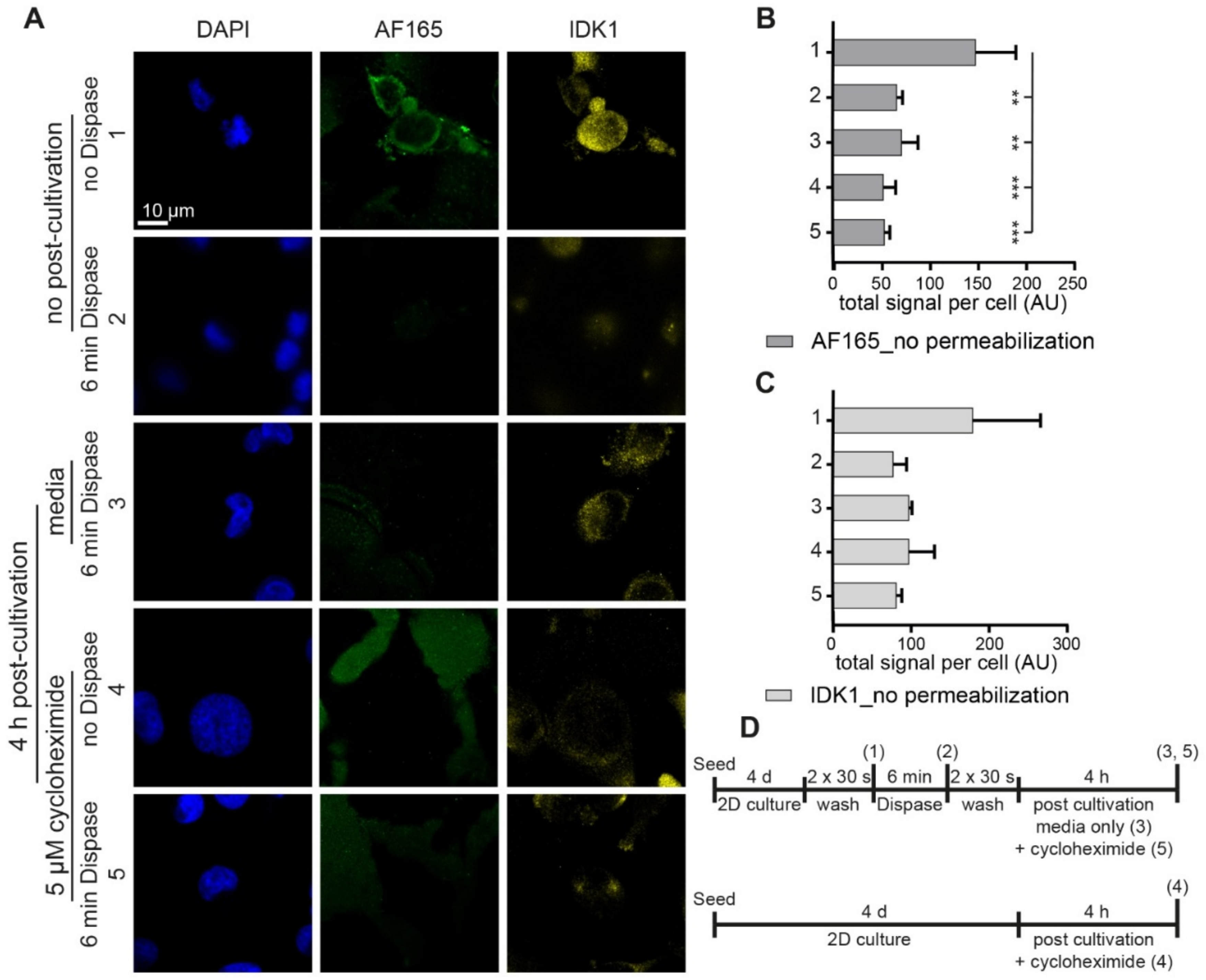 Cells 10 01304 g003 Cells 10 01304 g003