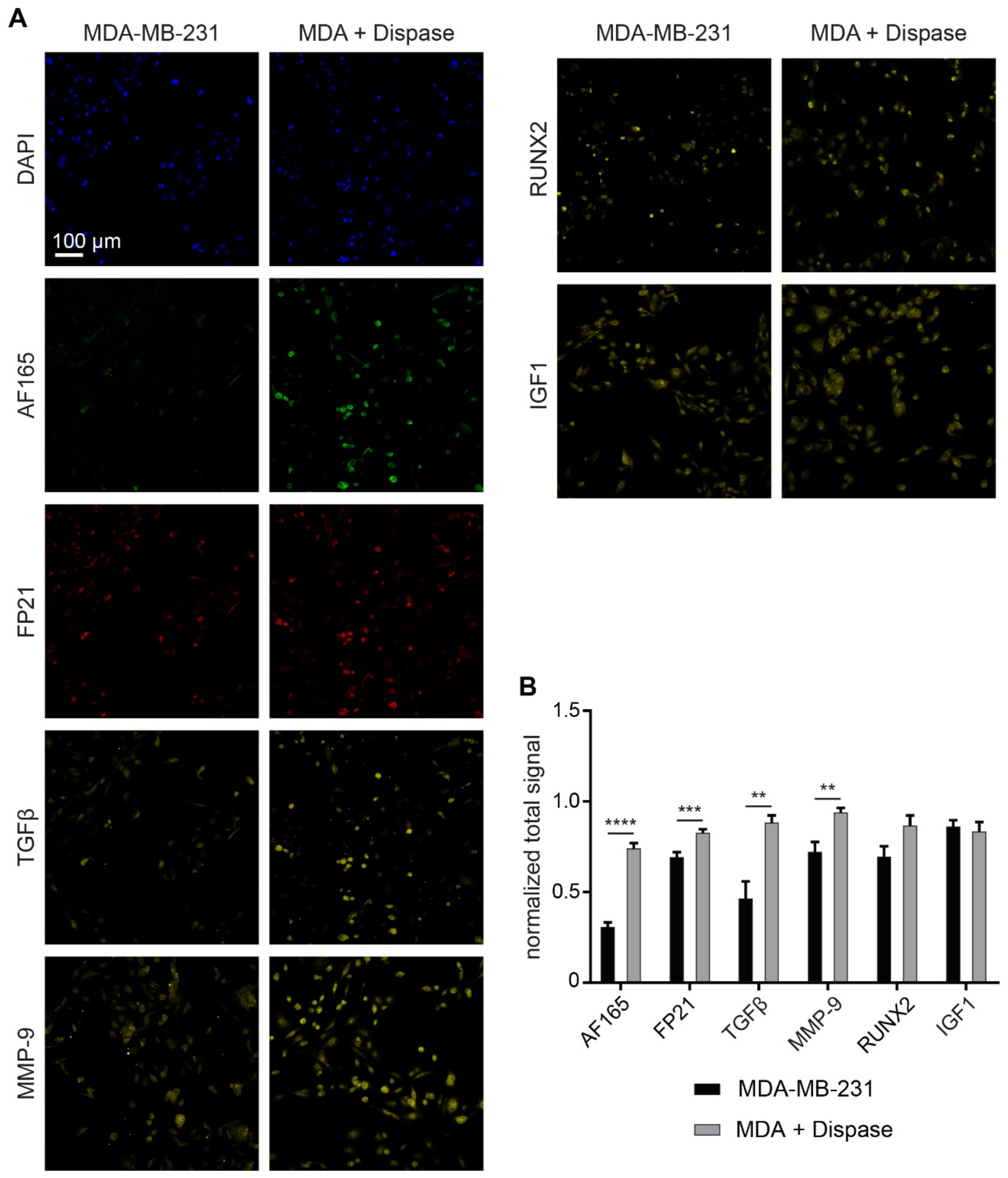 Cells 10 01304 g005 Cells 10 01304 g005