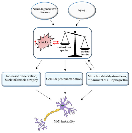 Cells Free FullText AgeRelated Alterations at Neuromuscular