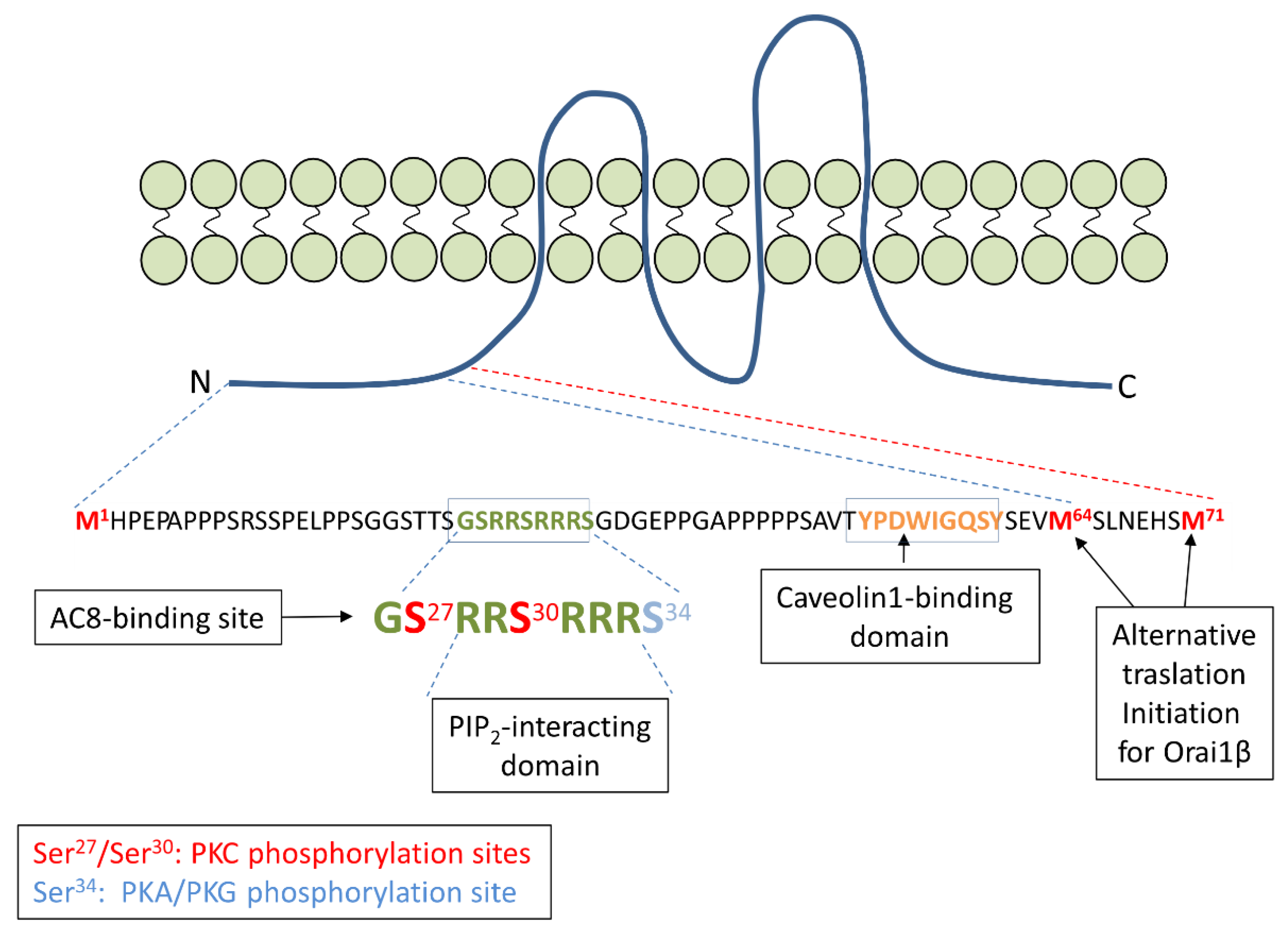 Cells 10 01308 g001 Cells 10 01308 g001