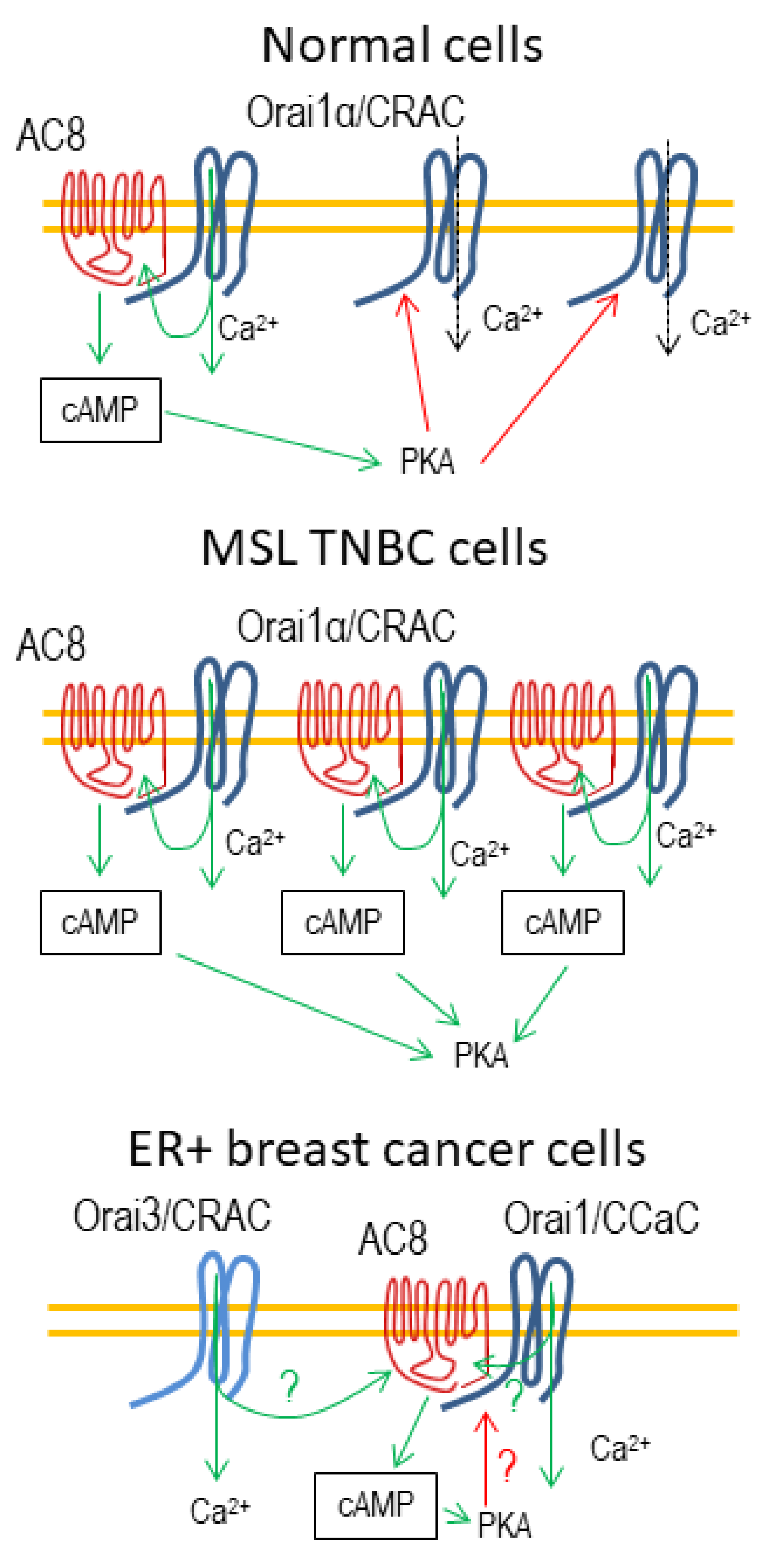 Cells 10 01308 g003 Cells 10 01308 g003