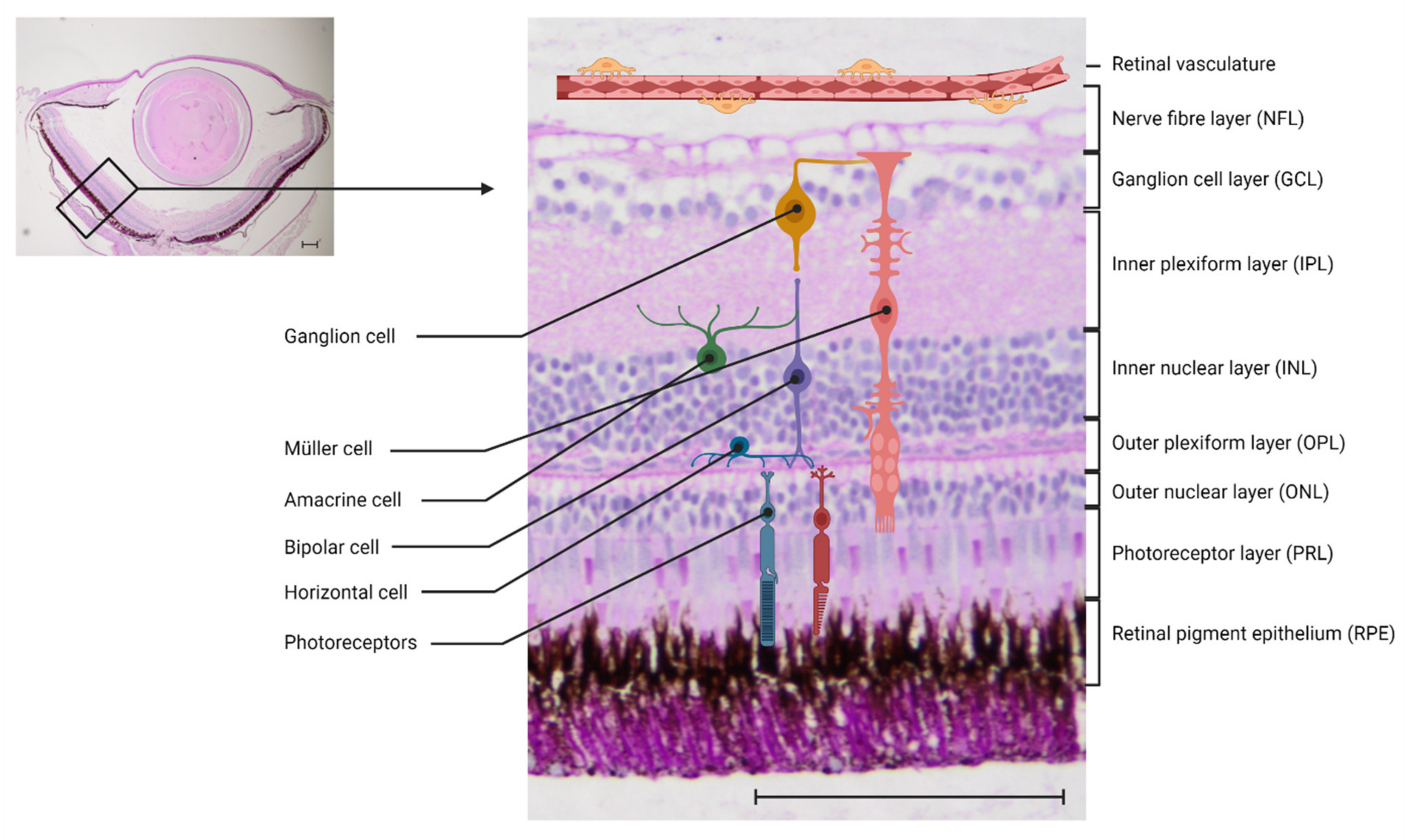 Cells 10 01313 g001 Cells 10 01313 g001