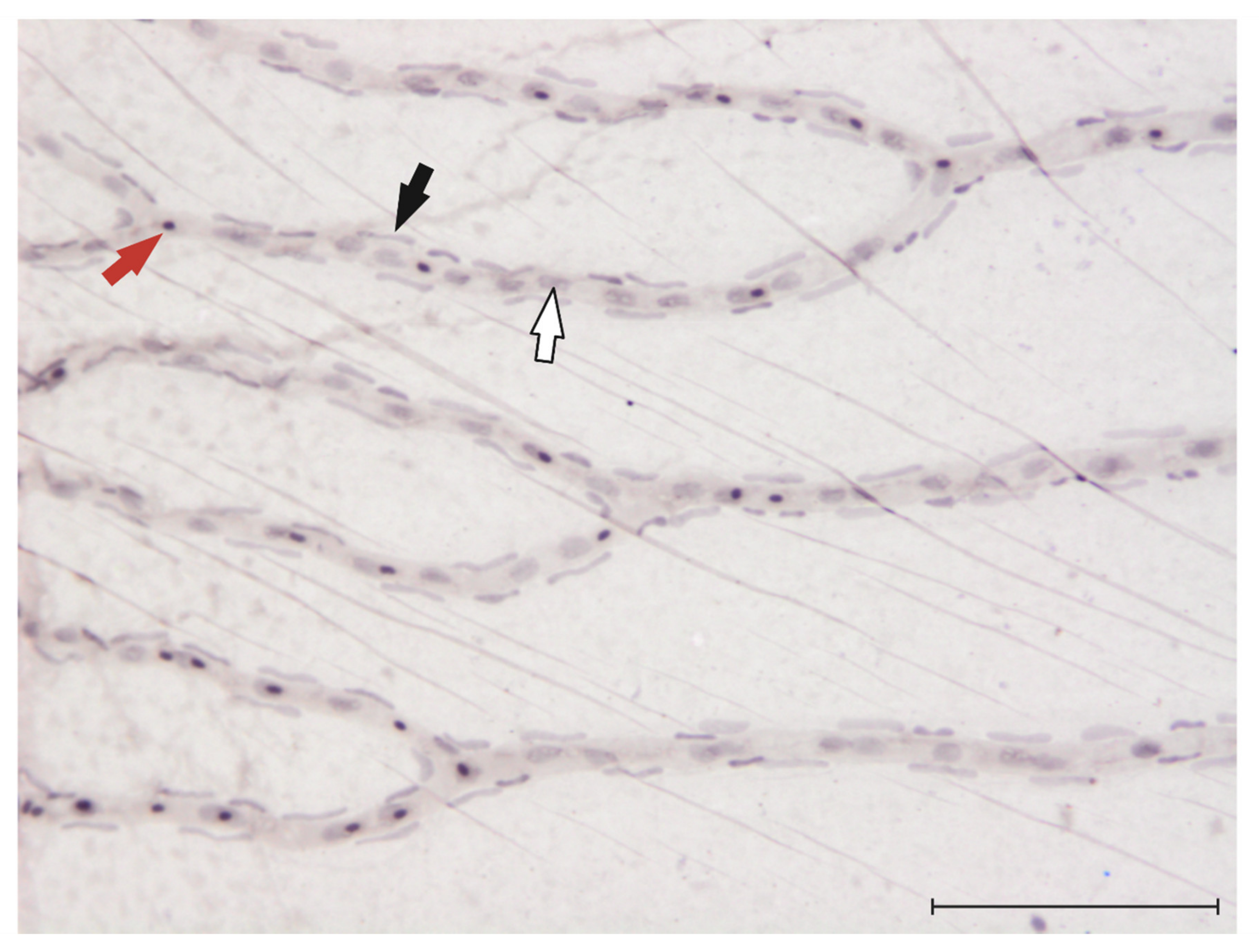 Cells 10 01313 g002 Cells 10 01313 g002