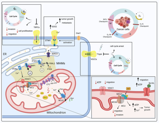 Mitochondrial Ca2+ Signaling in Health, Disease and Therapy