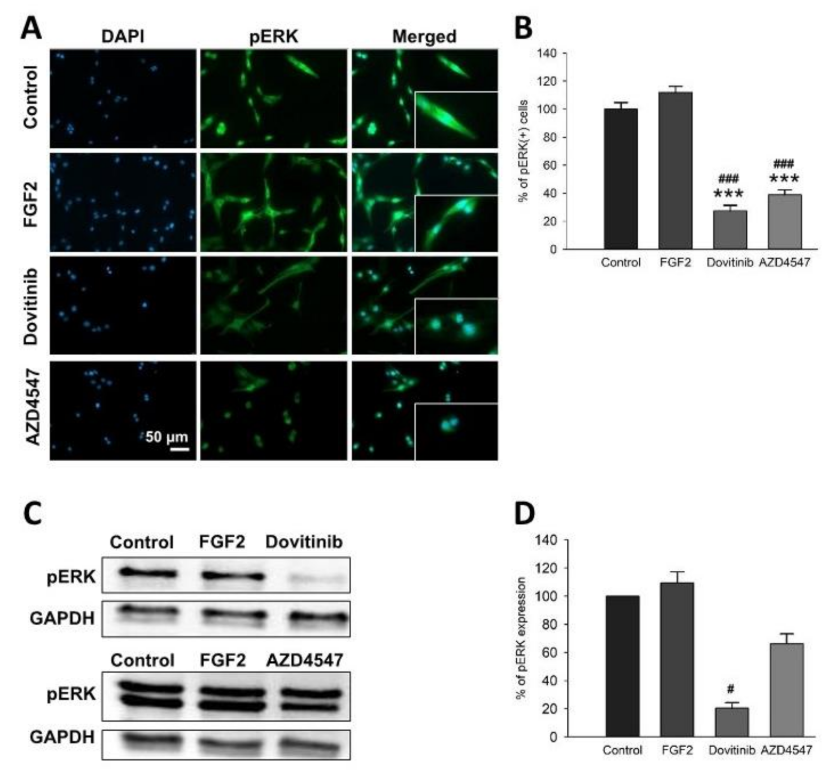 Cells 10 01318 g003 Cells 10 01318 g003