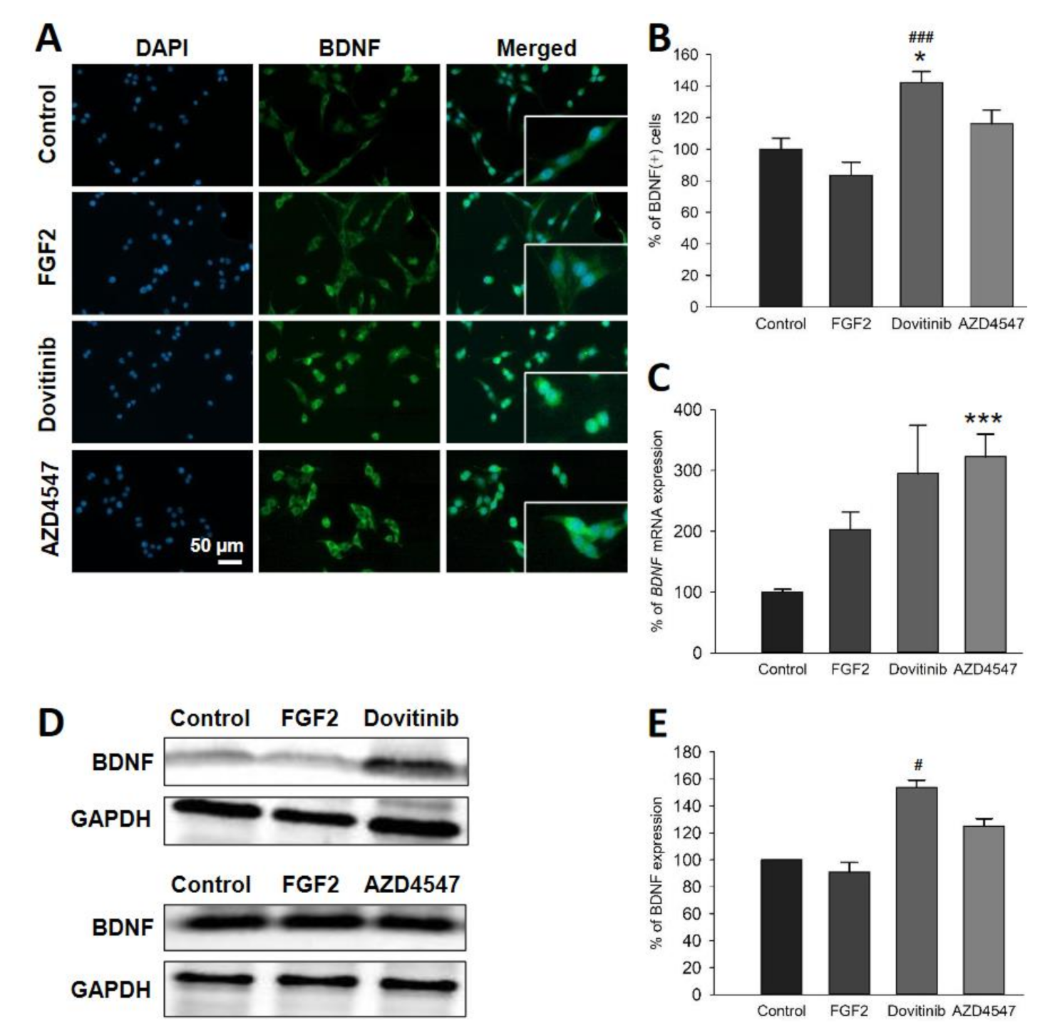 Cells 10 01318 g004 Cells 10 01318 g004