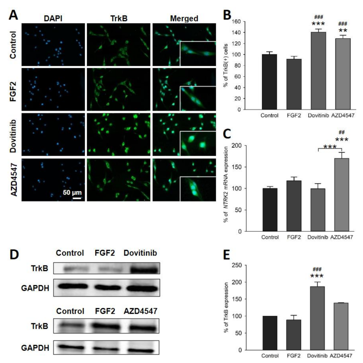 Cells 10 01318 g005 Cells 10 01318 g005