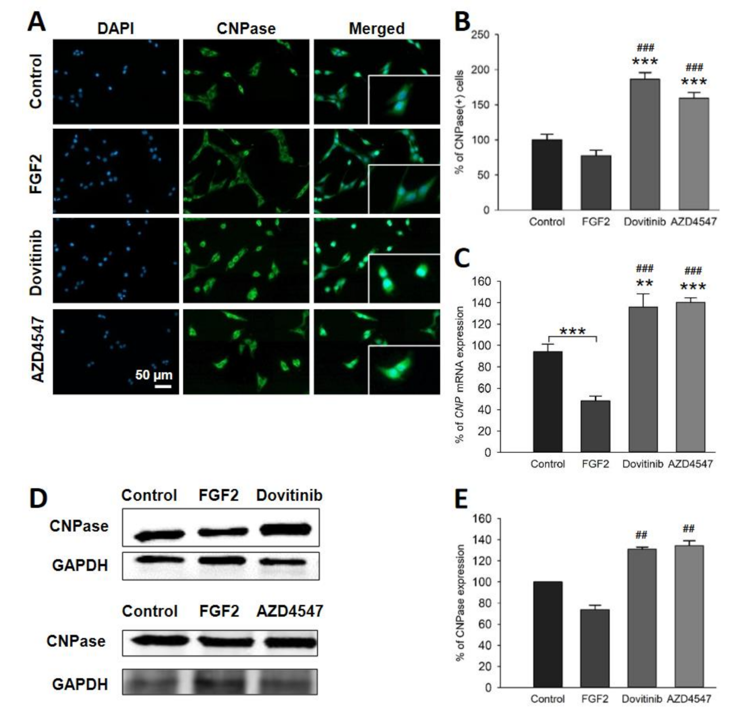 Cells 10 01318 g007 Cells 10 01318 g007