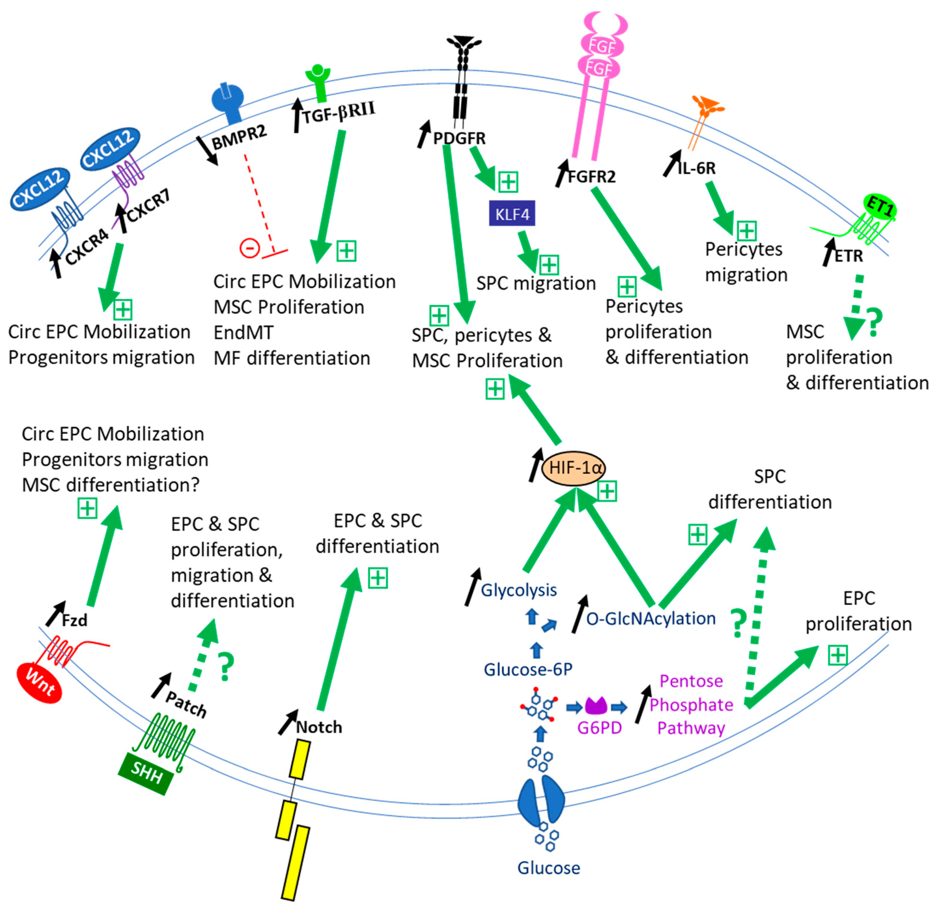 Cells 10 01338 g002 Cells 10 01338 g002