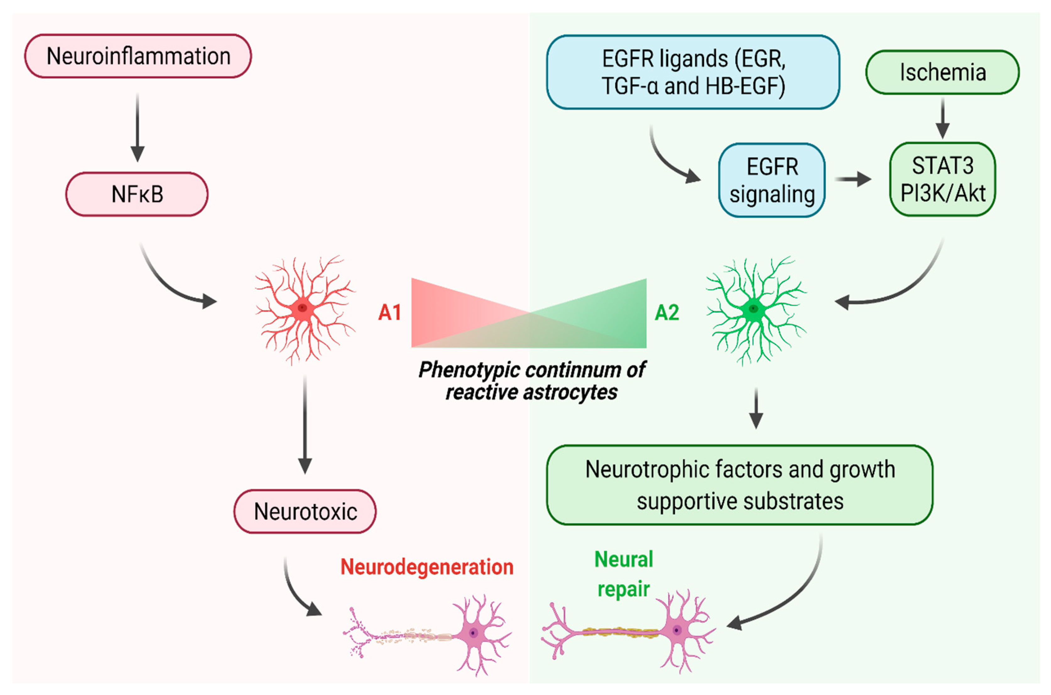 Cells 10 01339 g001 Cells 10 01339 g001