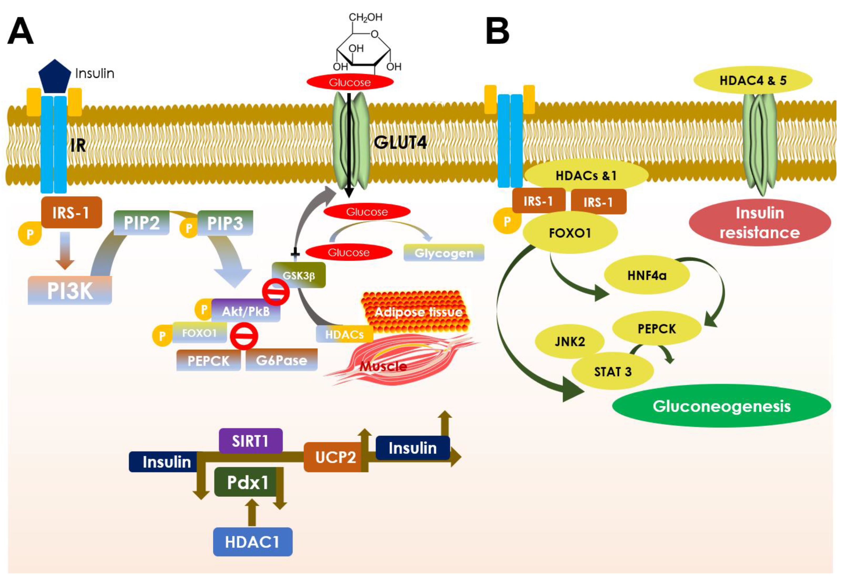 Cells 10 01340 g003 Cells 10 01340 g003