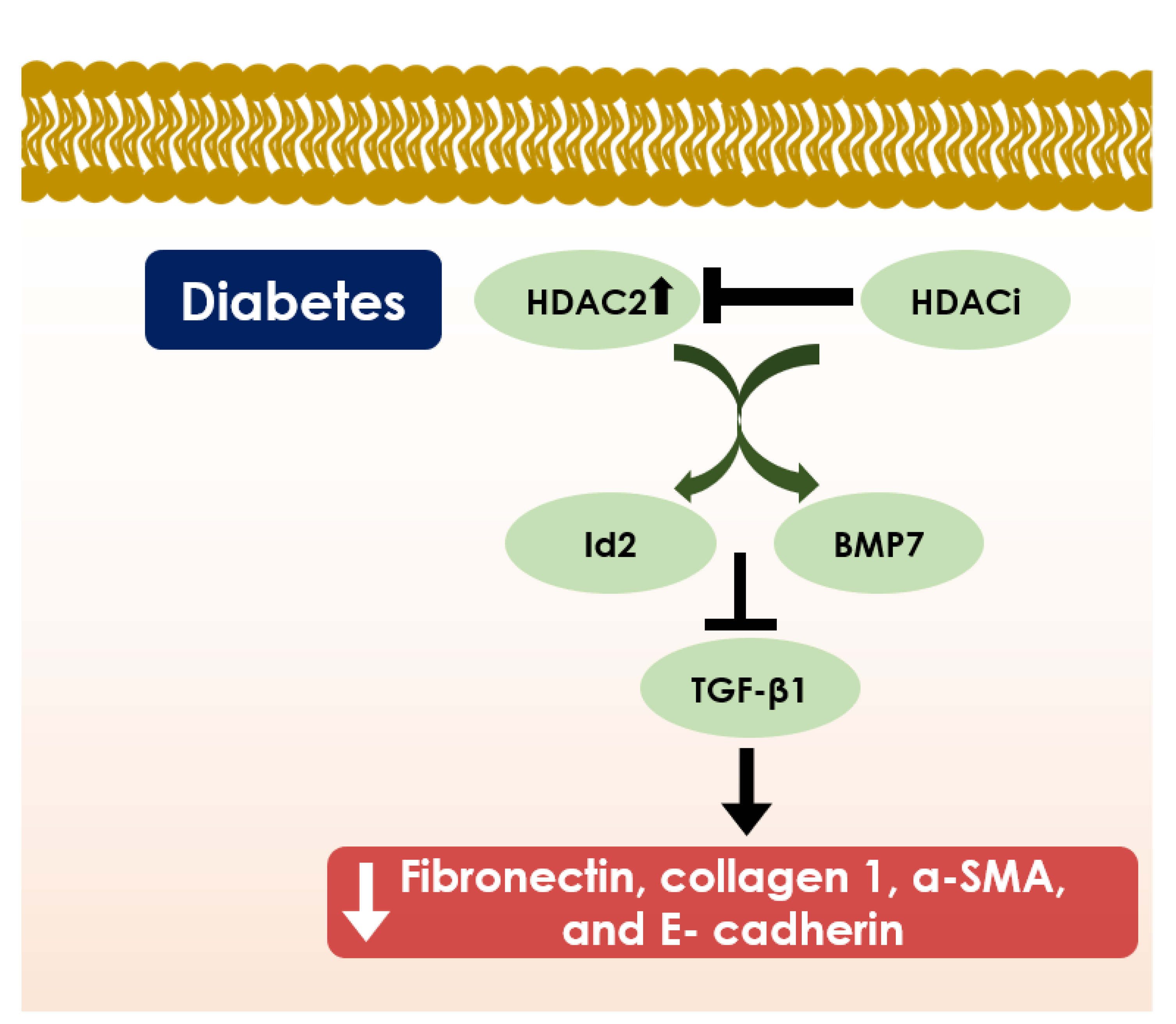 Cells 10 01340 g005 Cells 10 01340 g005