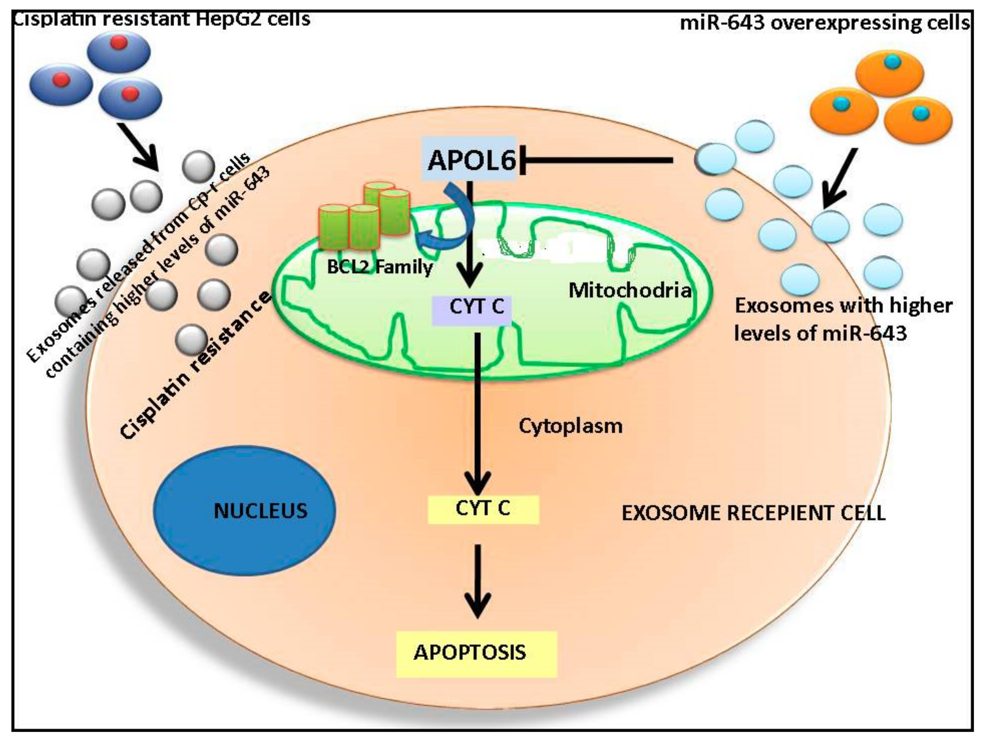 Cells 10 01341 g012 Cells 10 01341 g012
