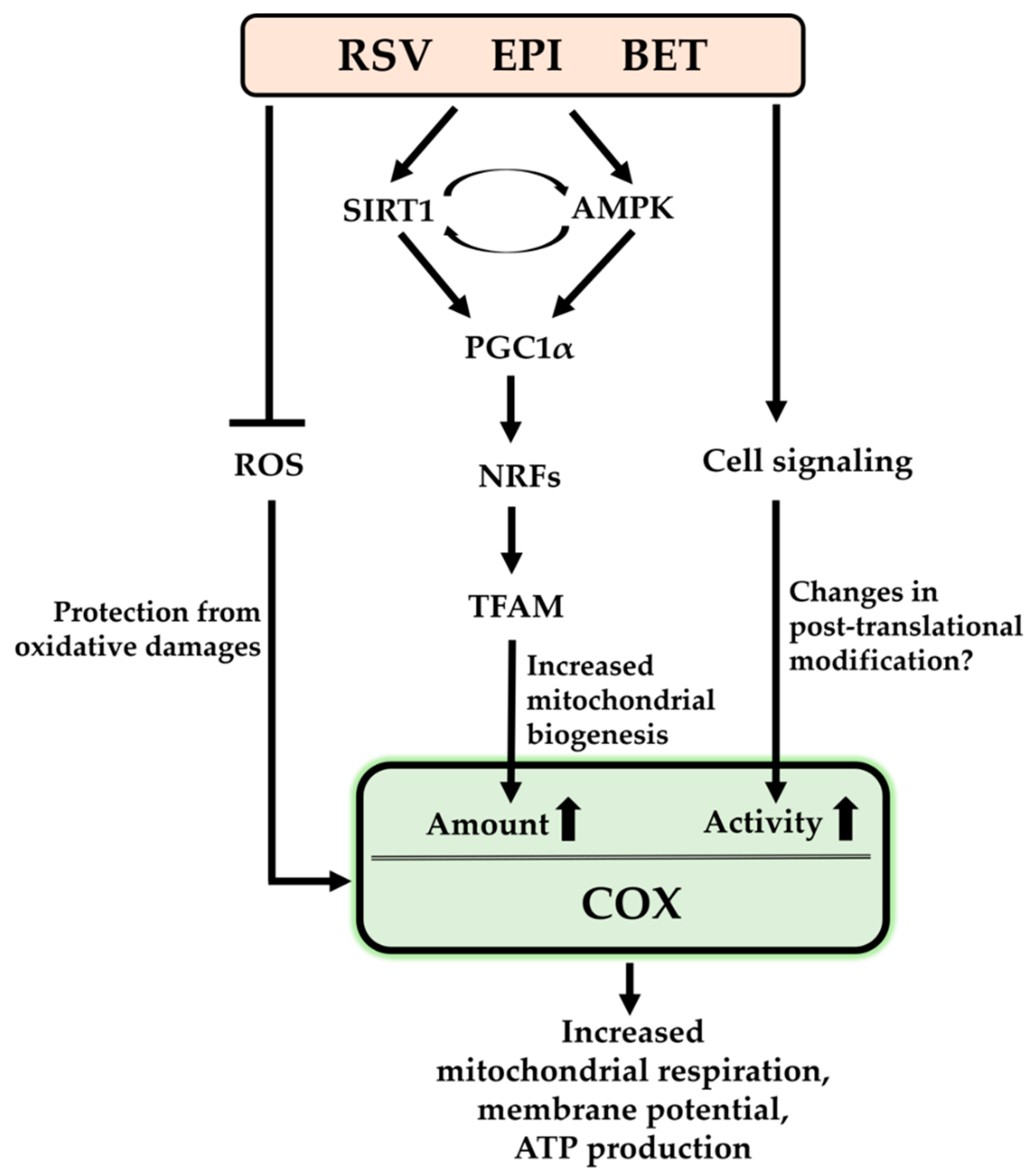 Cells | Free Full-Text | Regulation of Cytochrome c Oxidase by 