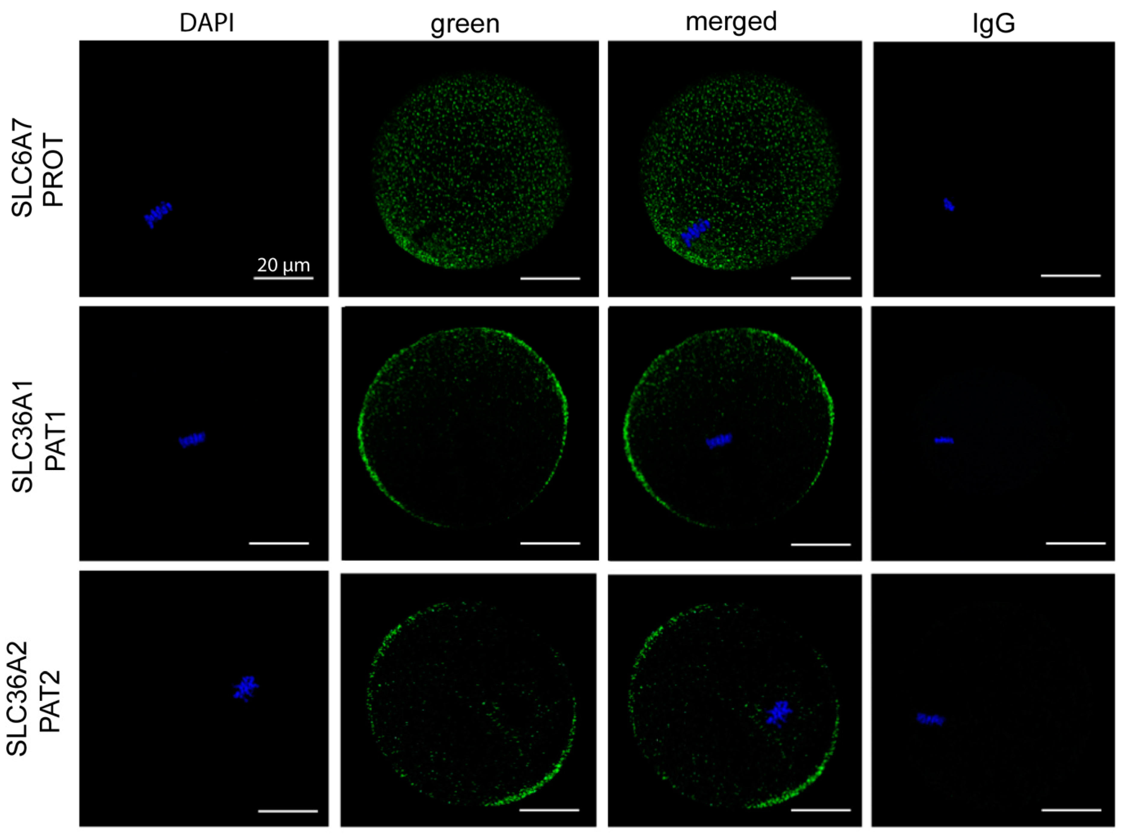 Cells 10 01352 g003