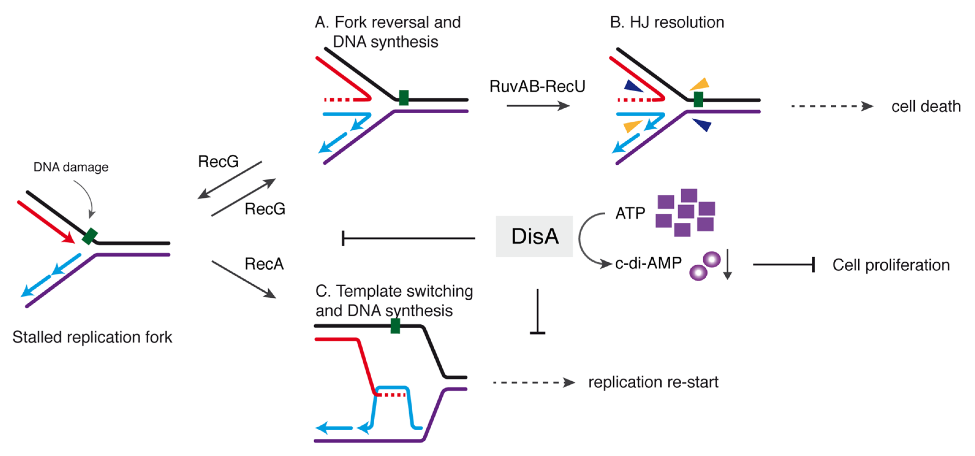 Cells 10 01357 g005 Cells 10 01357 g005