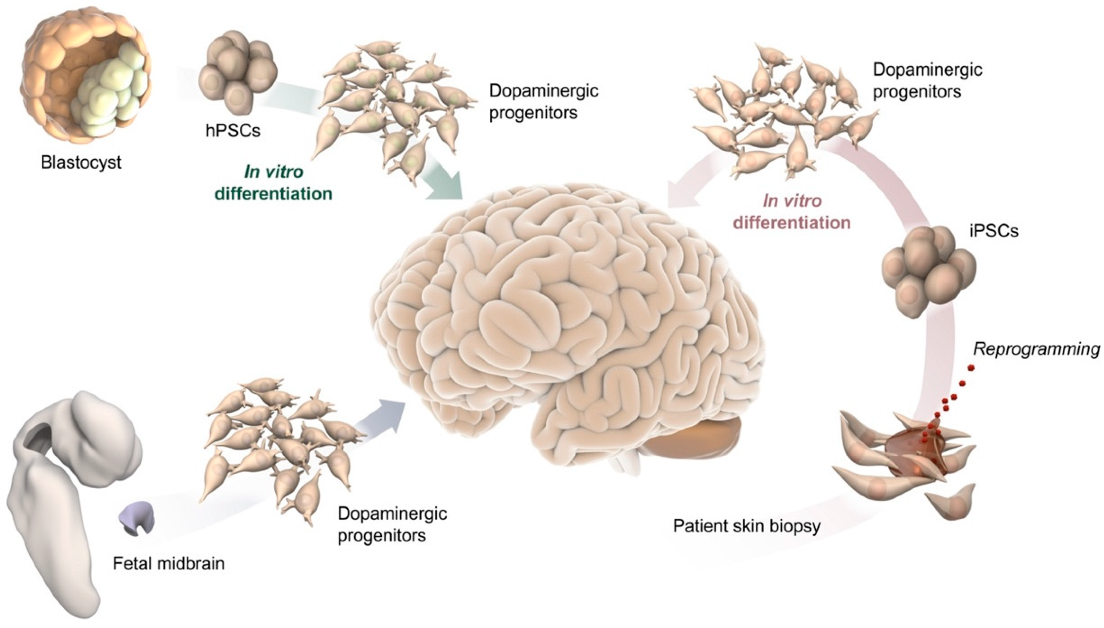 What Is Dopamine In The Brain