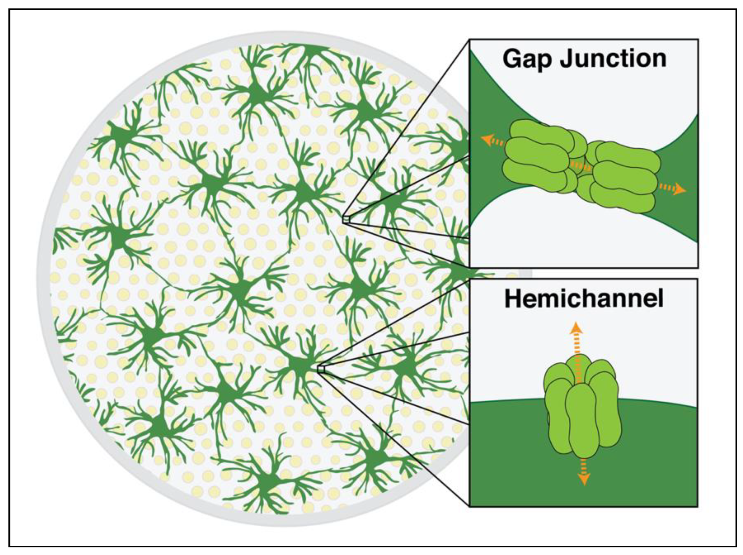 Cells | Free Full-Text | Astrocyte Networks as Therapeutic Targets in  Glaucomatous Neurodegeneration