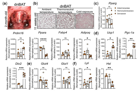 Gene Expression Analysis of Environmental Temperature and High-Fat Diet ...