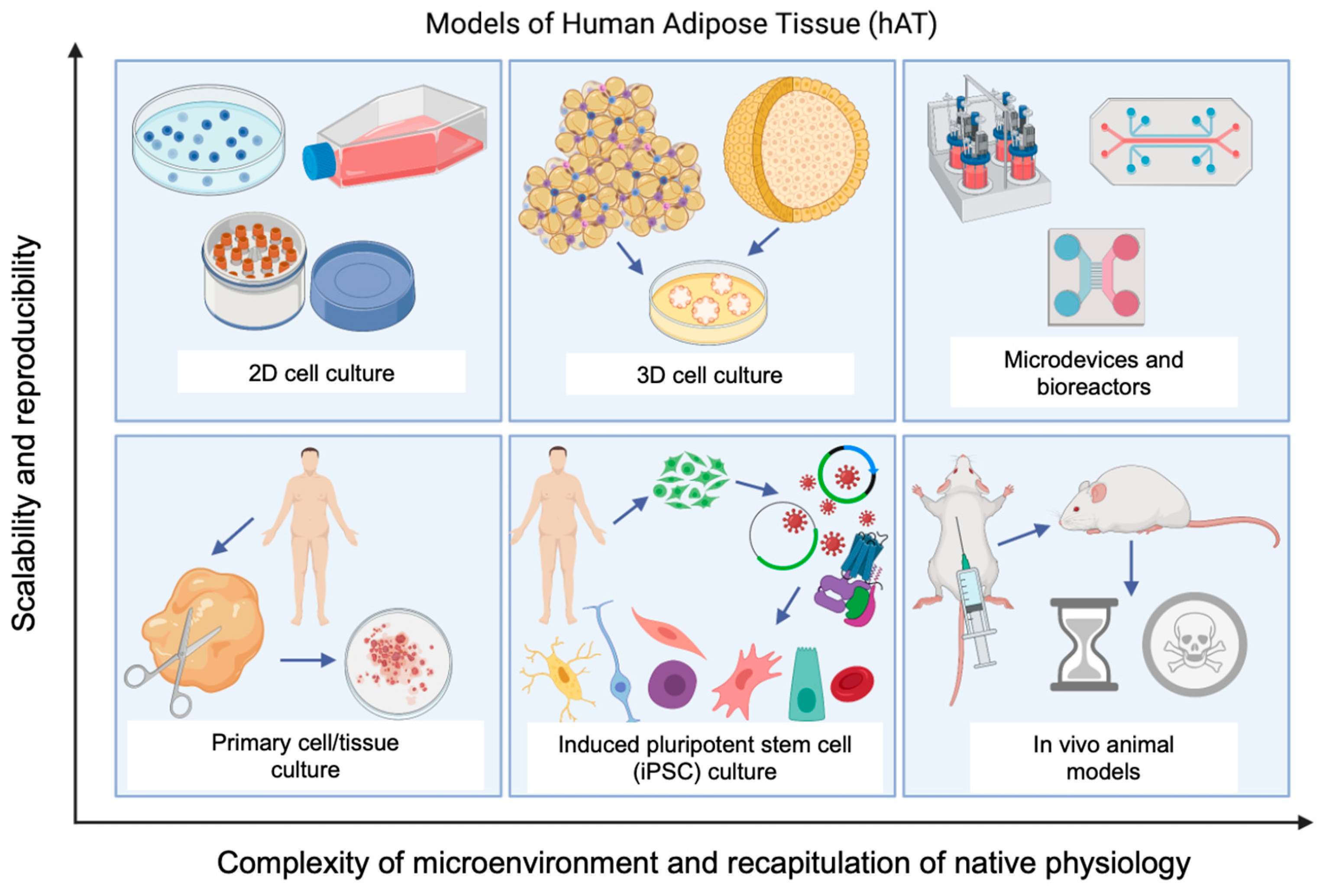 human tissue cells