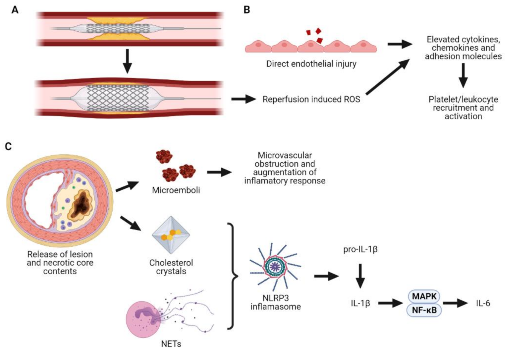 Cells 10 01391 g001 Cells 10 01391 g001