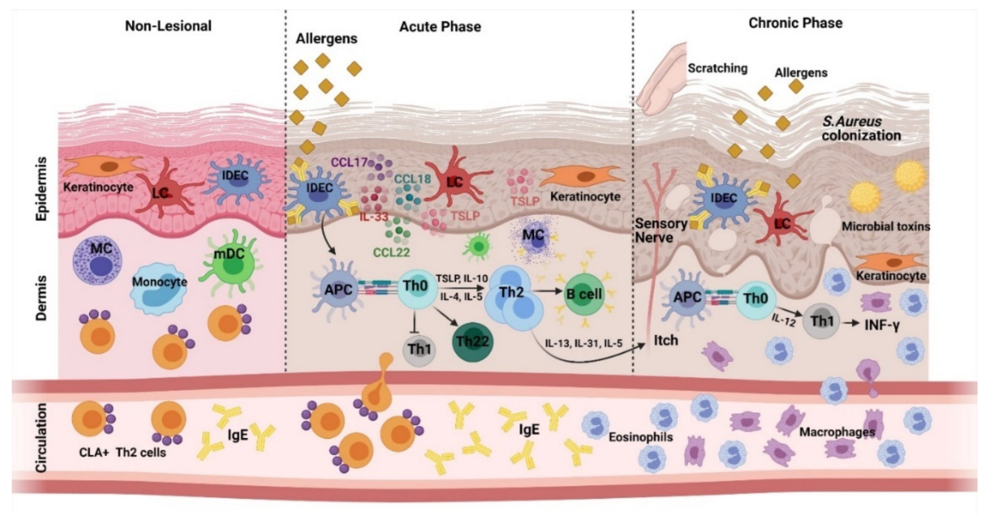 Cells | Free Full-Text | Current Insights into Immunology and