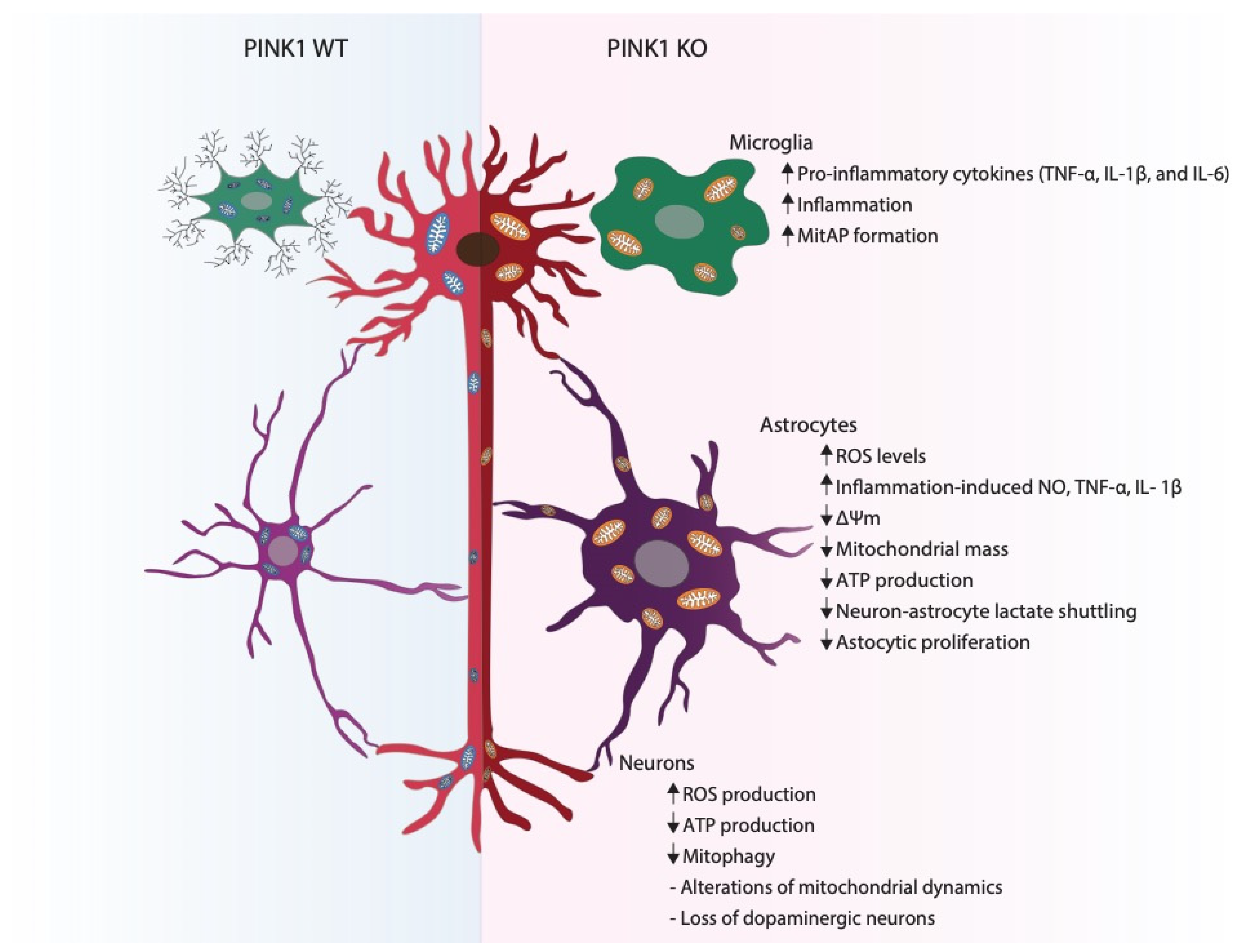 Cells Free Full Text The K1 Mediated Crosstalk Between Neural Cells And The Underlying Link To Parkinson S Disease Html