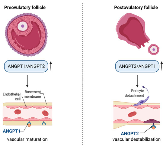 cells free full text human granulosa cells stemness properties molecular cross talk and follicular angiogenesis html cells free full text human granulosa cells stemness properties molecular cross talk and follicular angiogenesis html
