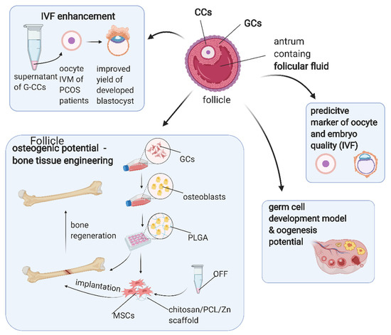 cells free full text human granulosa cells stemness properties molecular cross talk and follicular angiogenesis html cells free full text human granulosa cells stemness properties molecular cross talk and follicular angiogenesis html