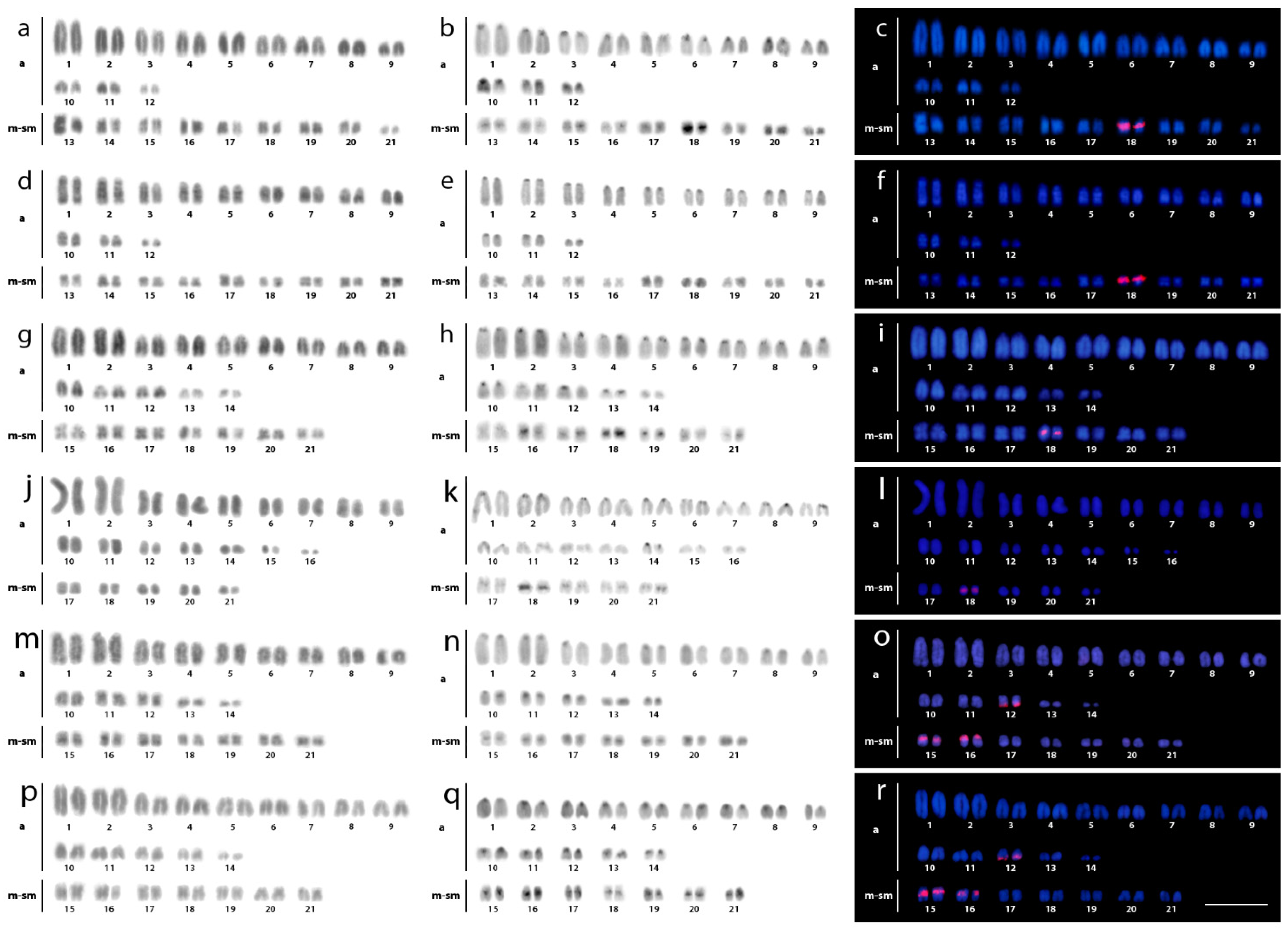 Cells Free Full Text Revisiting The Karyotypes Of Alligators And Caimans Crocodylia Alligatoridae After A Half Century Delay Bridging The Gap In The Chromosomal Evolution Of Reptiles Html Cells Free Full Text Revisiting The Karyotypes Of Alligators And Caimans Crocodylia Alligatoridae After A Half Century Delay Bridging The Gap In The Chromosomal Evolution Of Reptiles Html