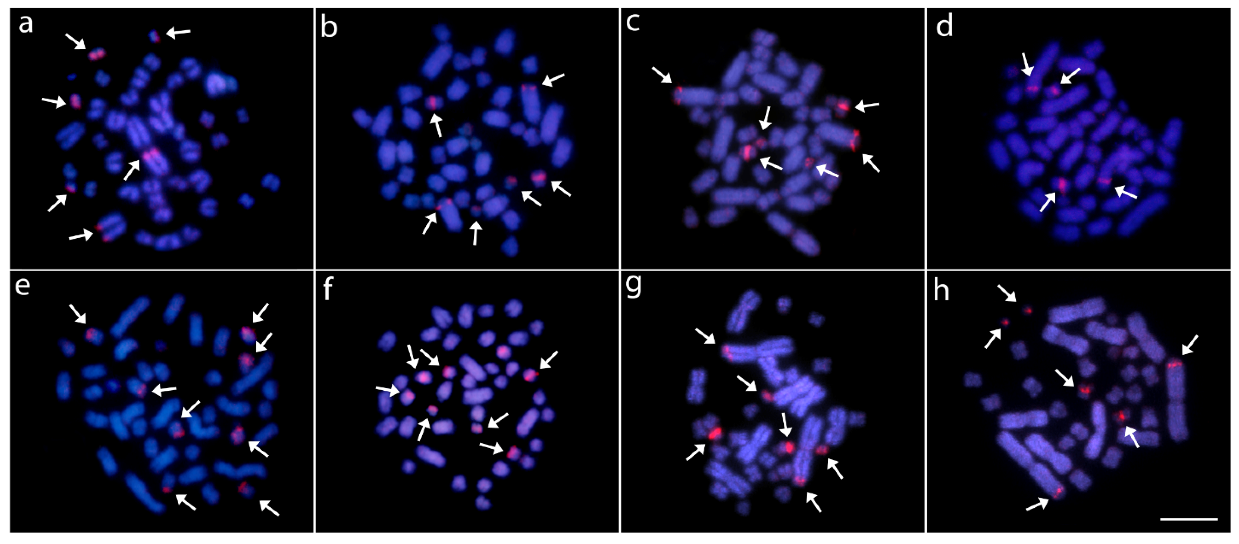 Cells 10 01397 g005 Cells 10 01397 g005