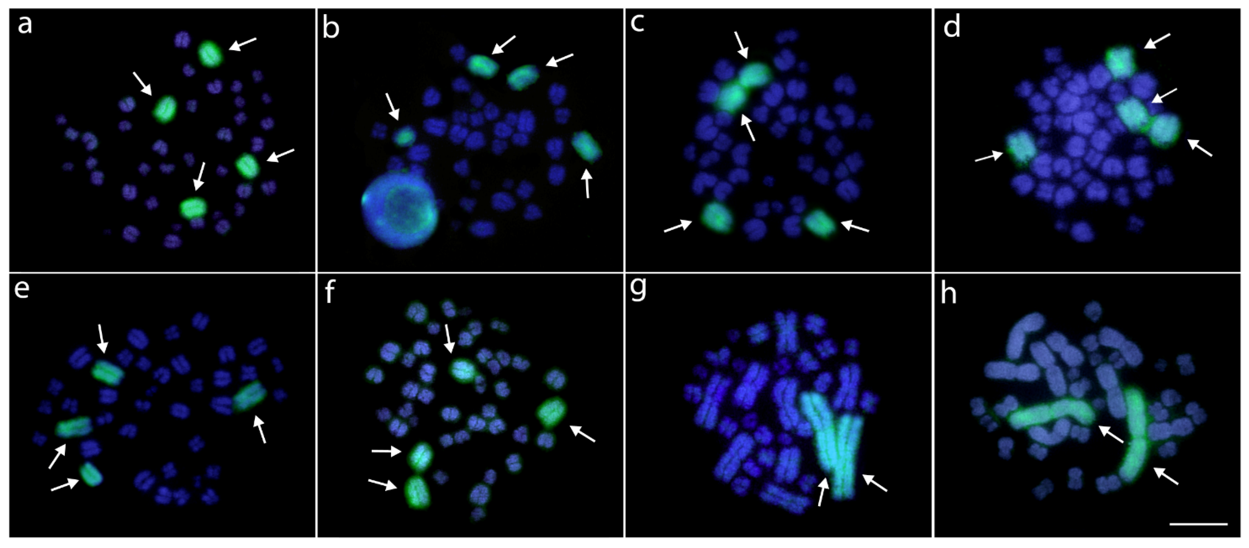 Cells 10 01397 g006 Cells 10 01397 g006