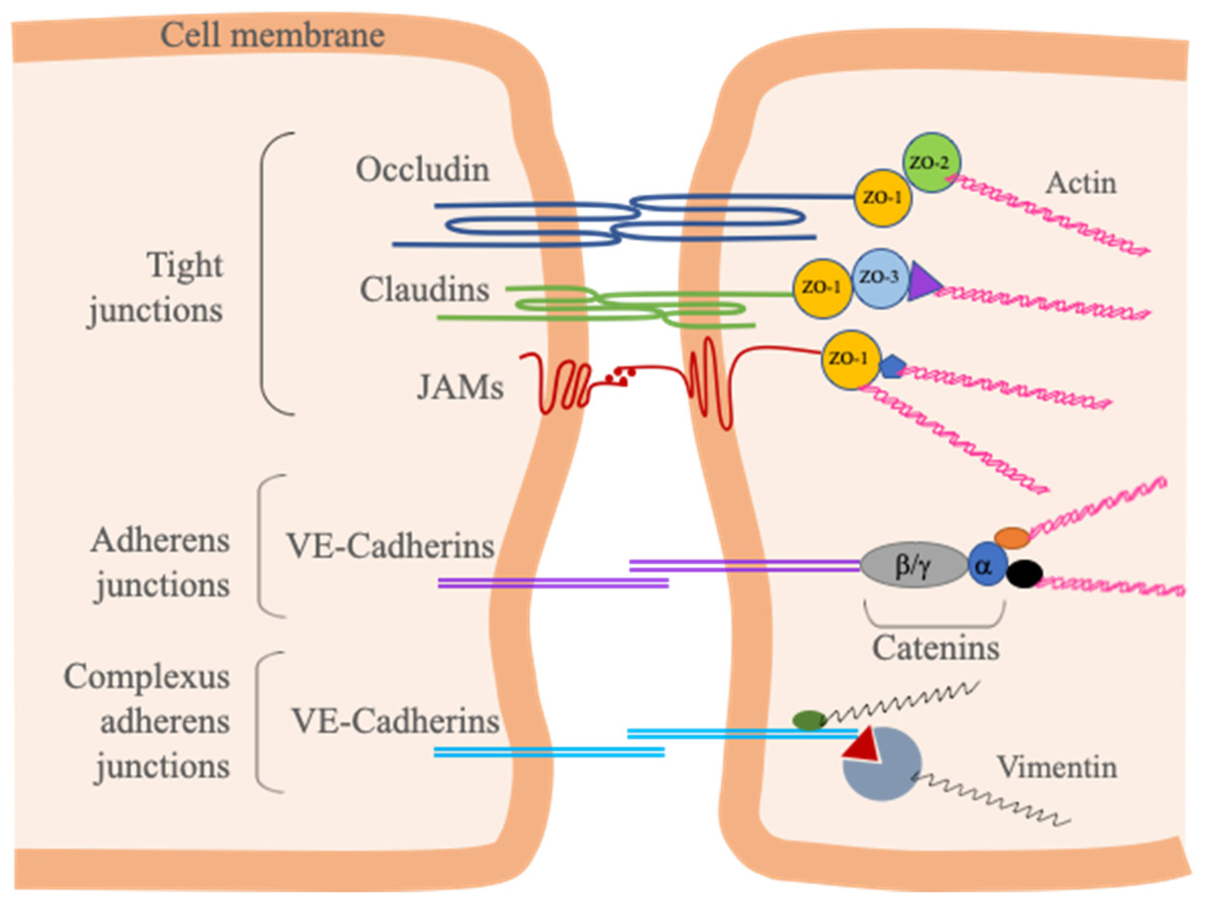 Cells 10 01400 g003
