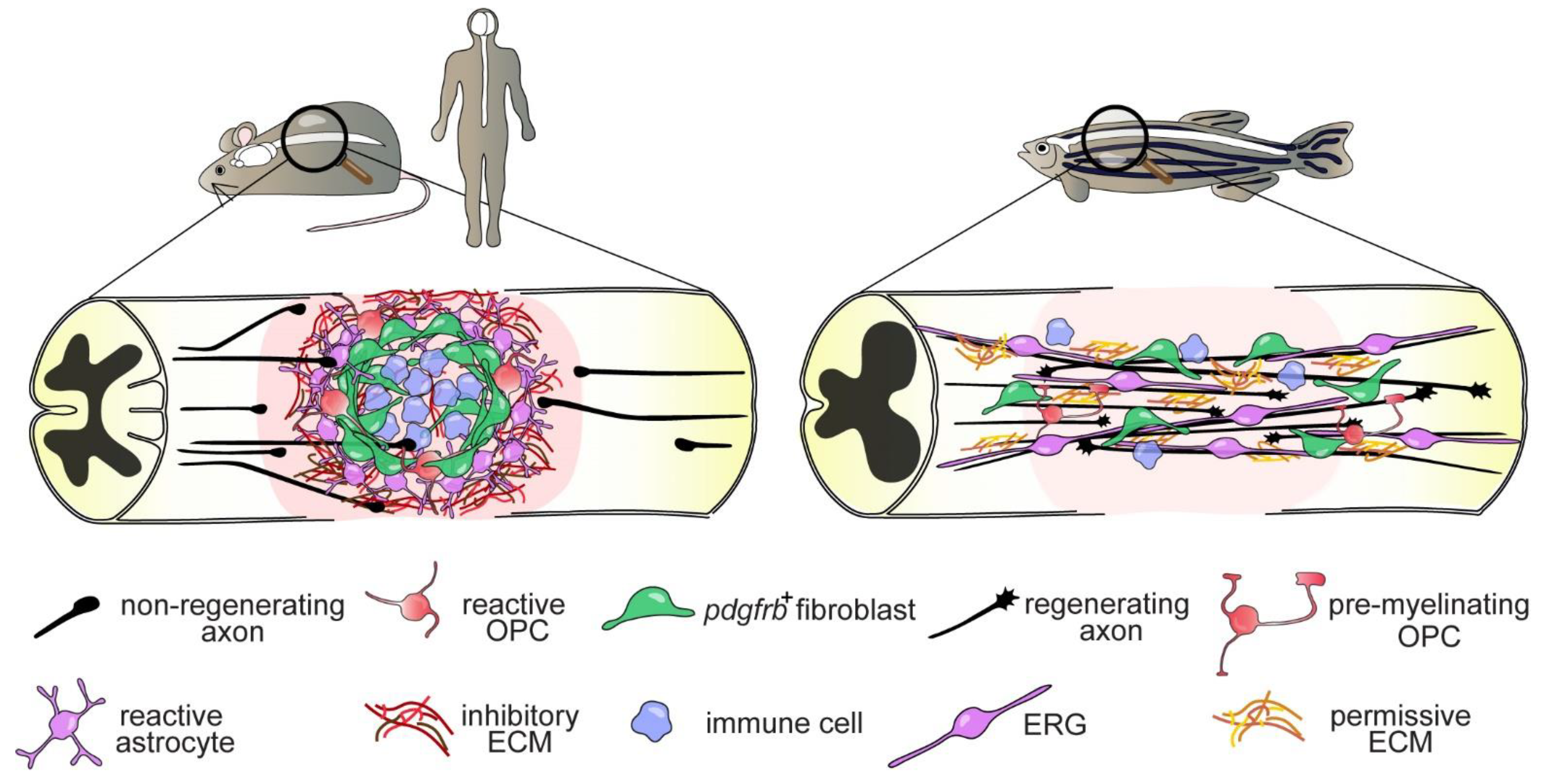 Cells 10 01404 g001