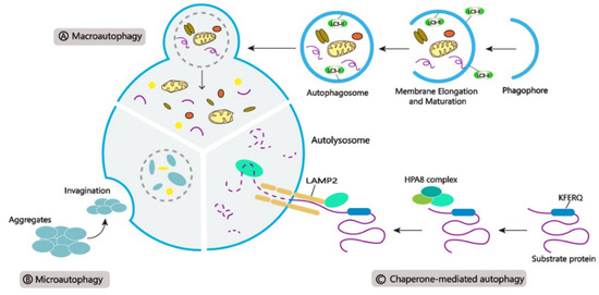 Friend or Foe: Paradoxical Roles of Autophagy in Gliomagenesis