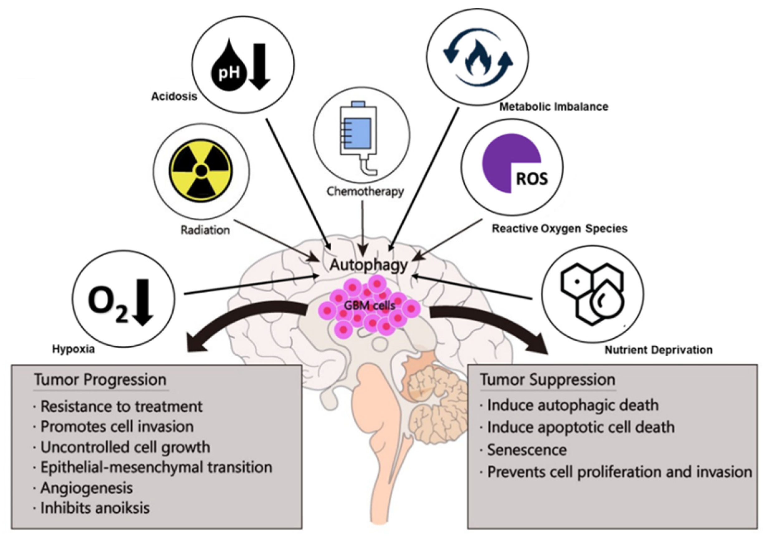 Friend or Foe: Paradoxical Roles of Autophagy in Gliomagenesis Friend or Foe: Paradoxical Roles of Autophagy in Gliomagenesis