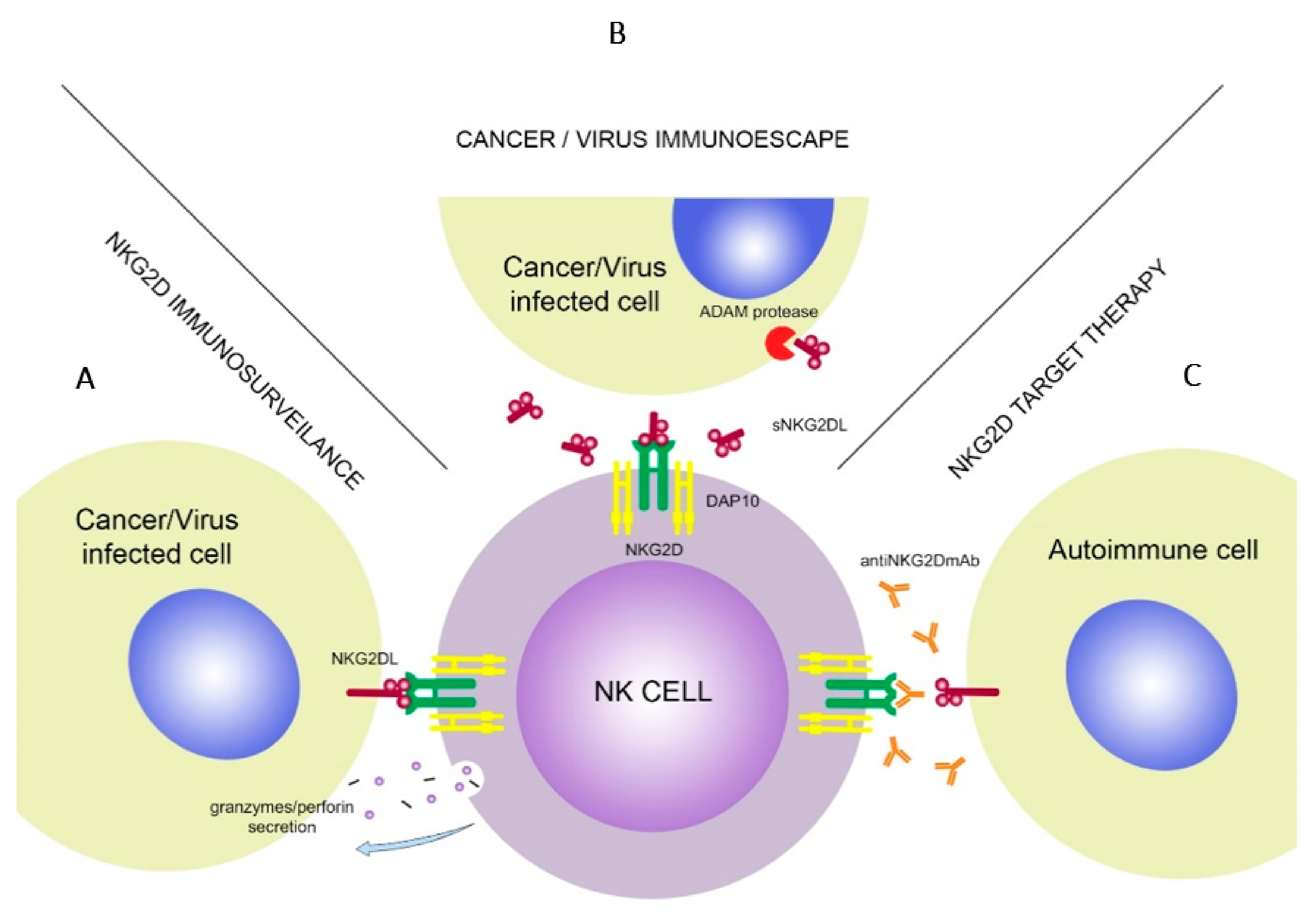 Cells 10 01420 g002