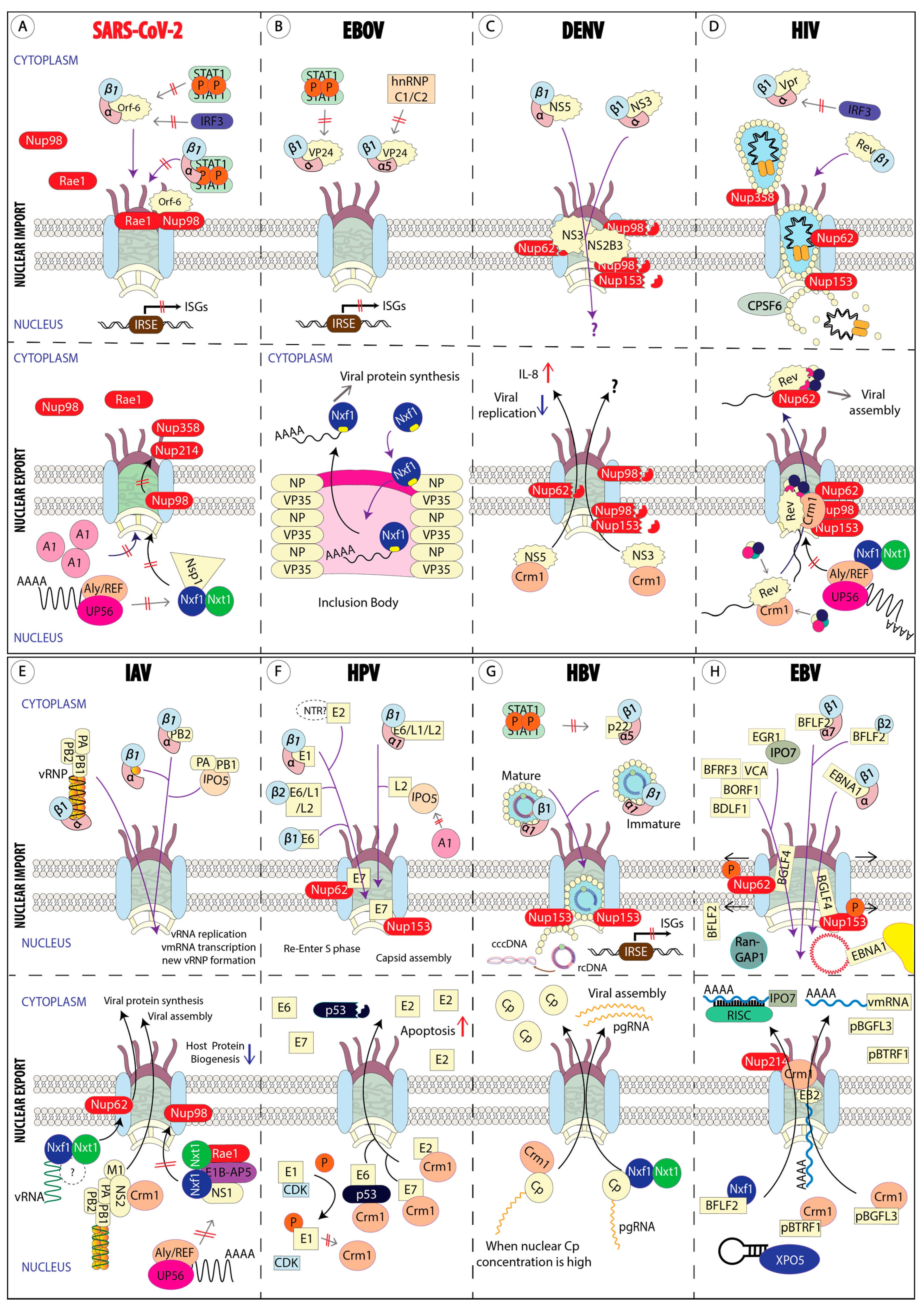 Cells Free Full Text How Sars Cov 2 And Other Viruses Build An Invasion Route To Hijack The Host Nucleocytoplasmic Trafficking System Html