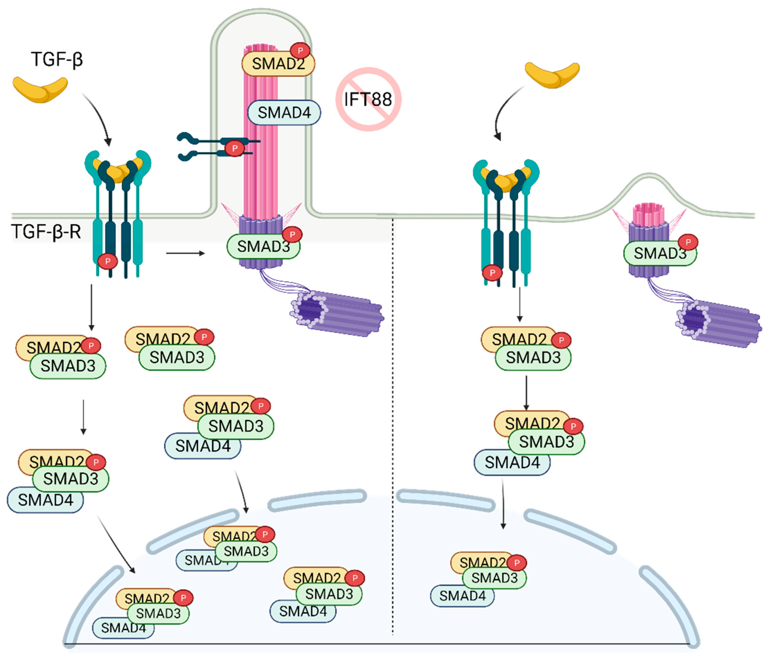 Cells 10 01428 g003 Cells 10 01428 g003