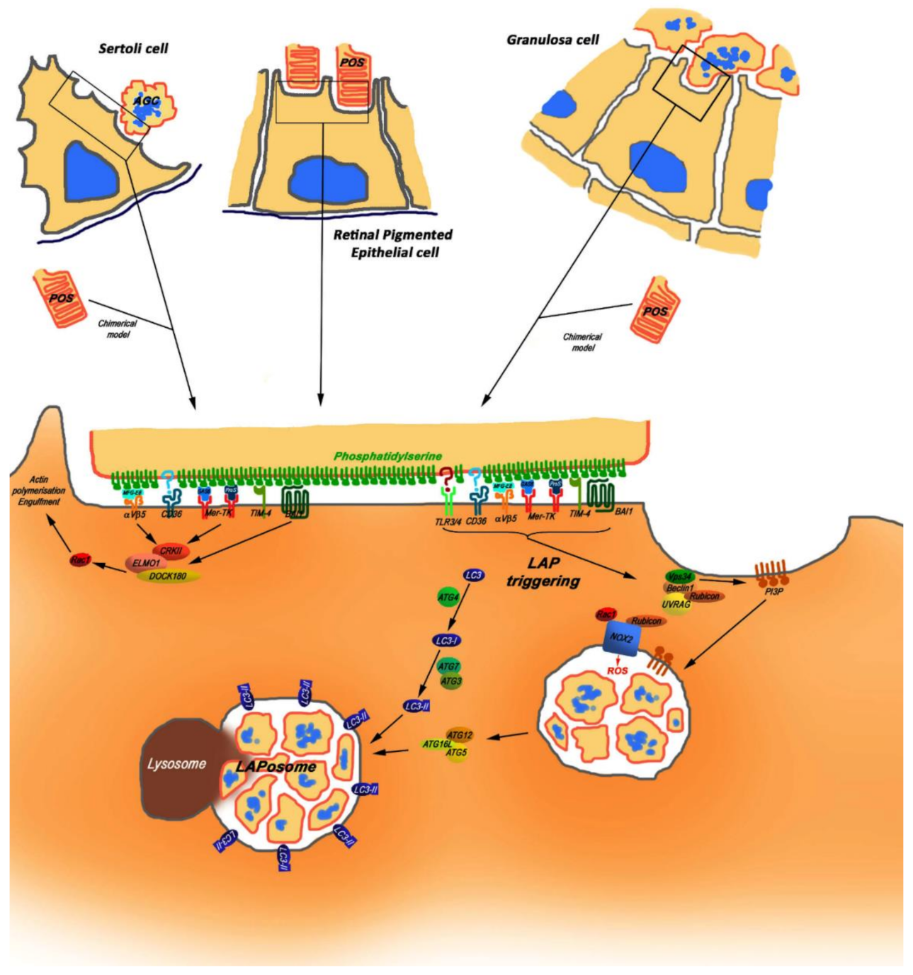 Cells 10 01443 g003 Cells 10 01443 g003