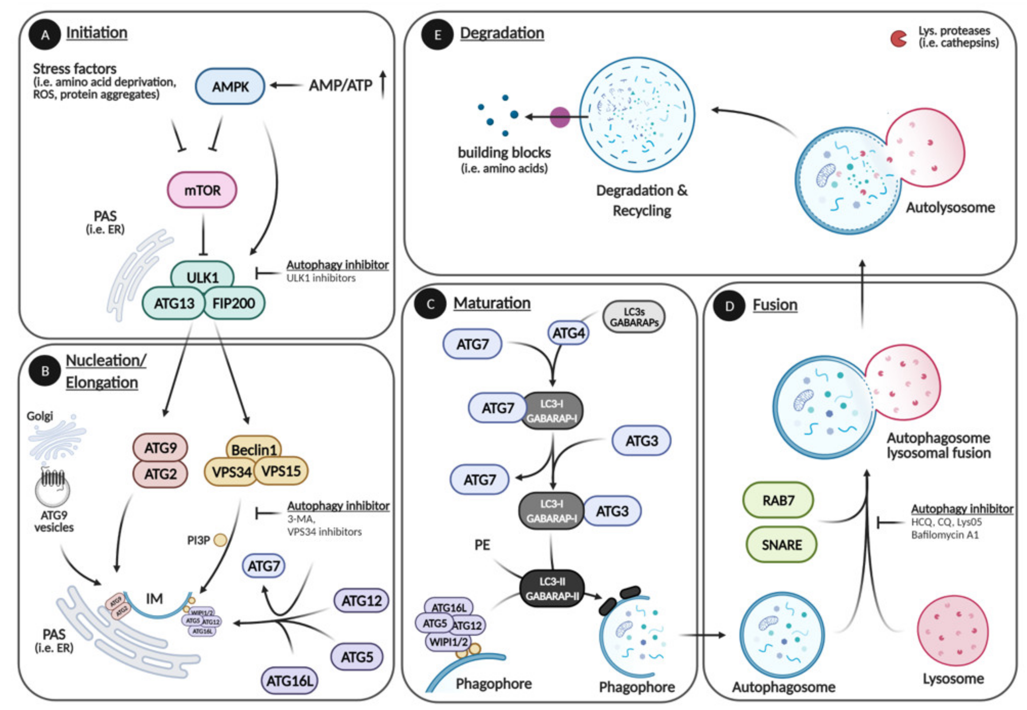 Cells 10 01447 g001 Cells 10 01447 g001
