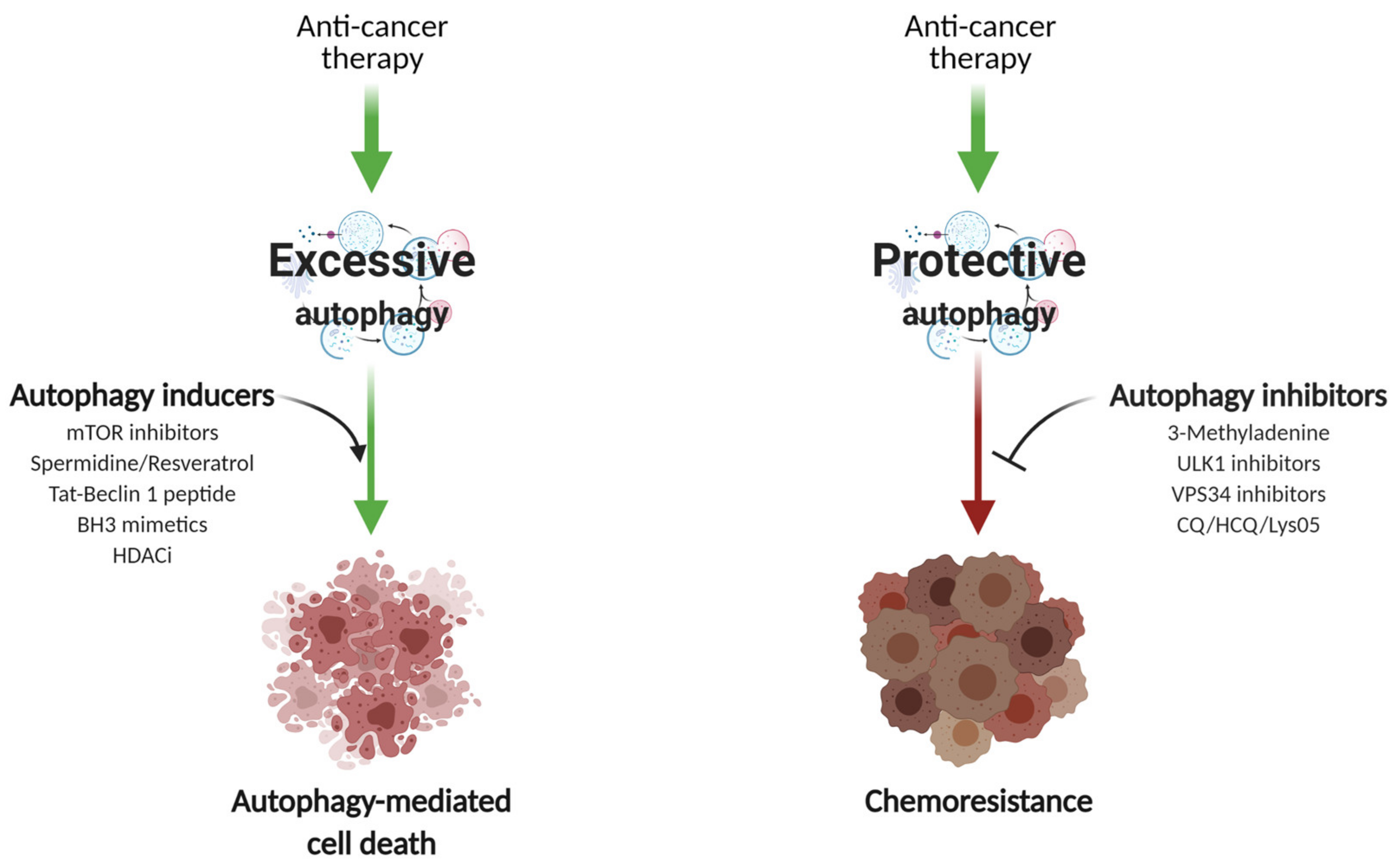 Cells 10 01447 g004 Cells 10 01447 g004