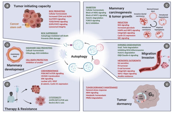 The Multifaceted Functions of Autophagy in Breast Cancer Development ...