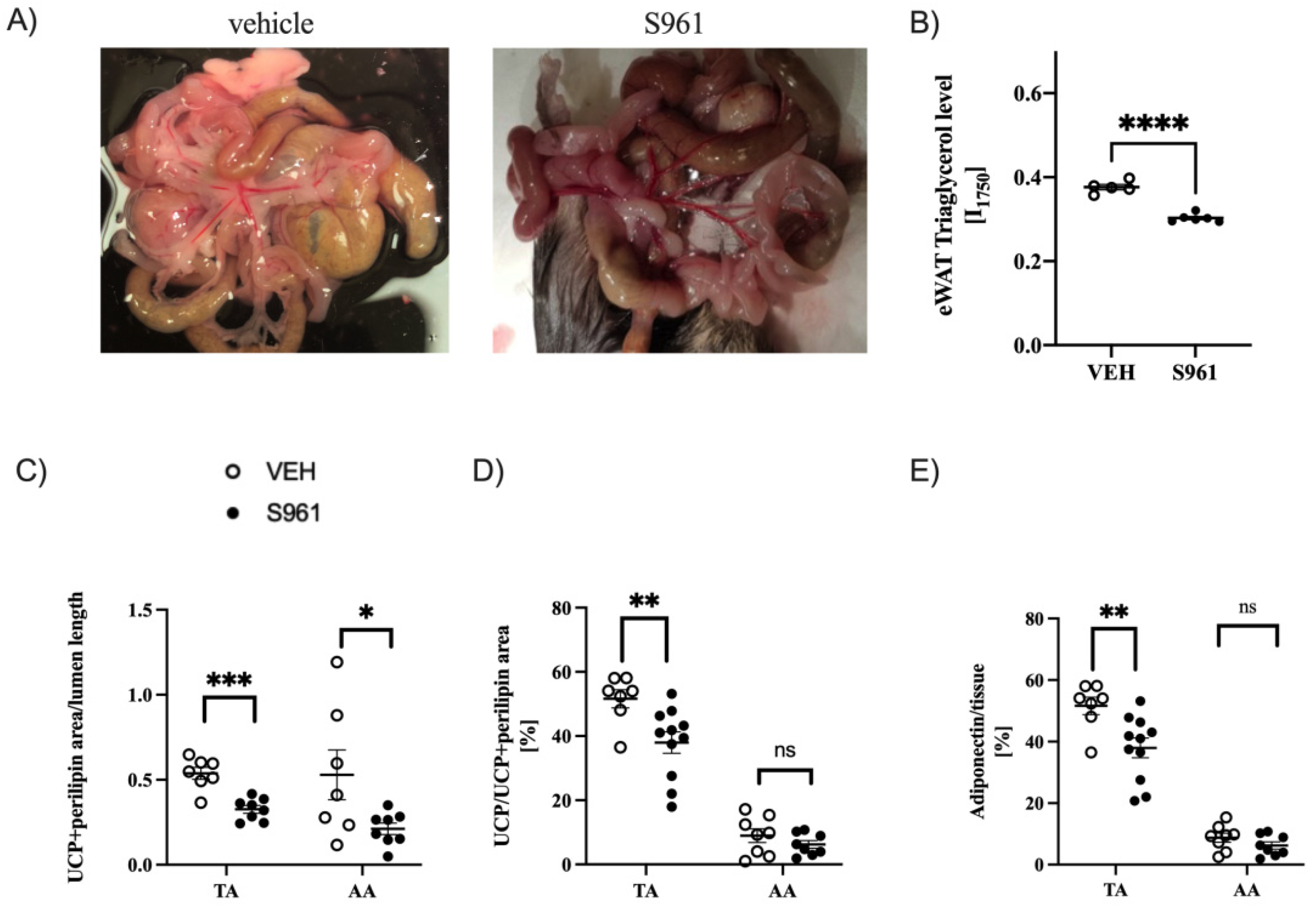 Cells 10 01448 g004 Cells 10 01448 g004