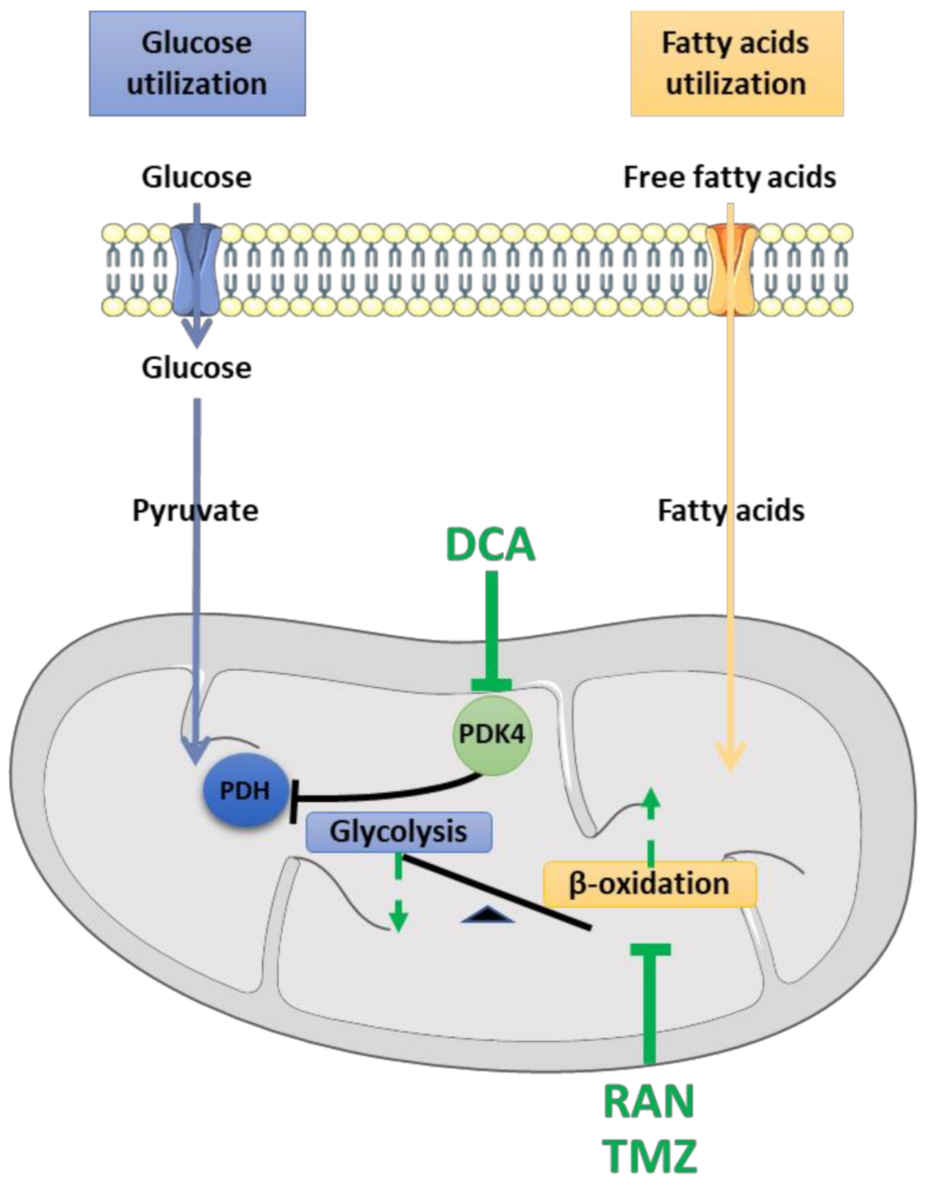 Cells 10 01449 g003 Cells 10 01449 g003